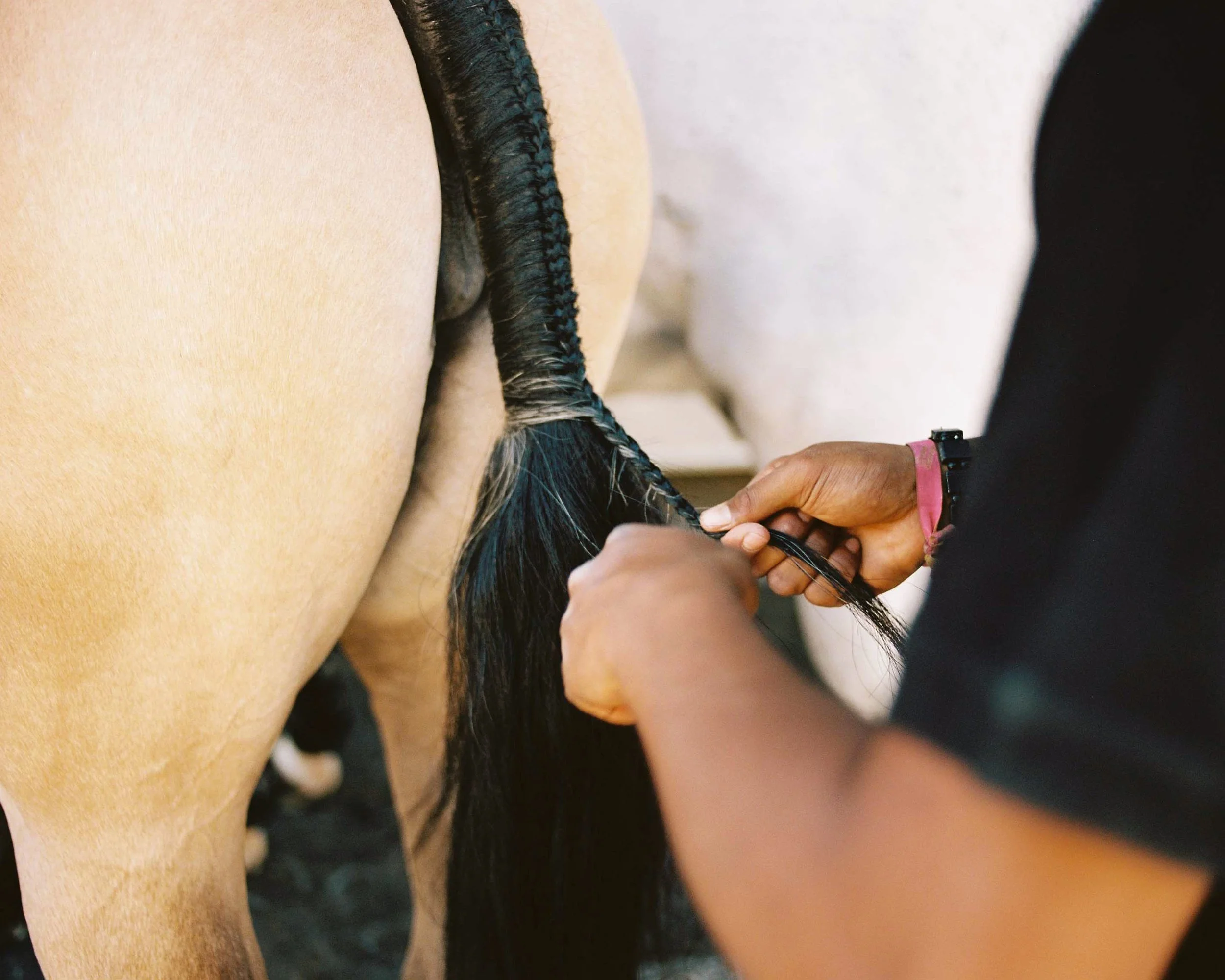 Person braiding a horse's tail