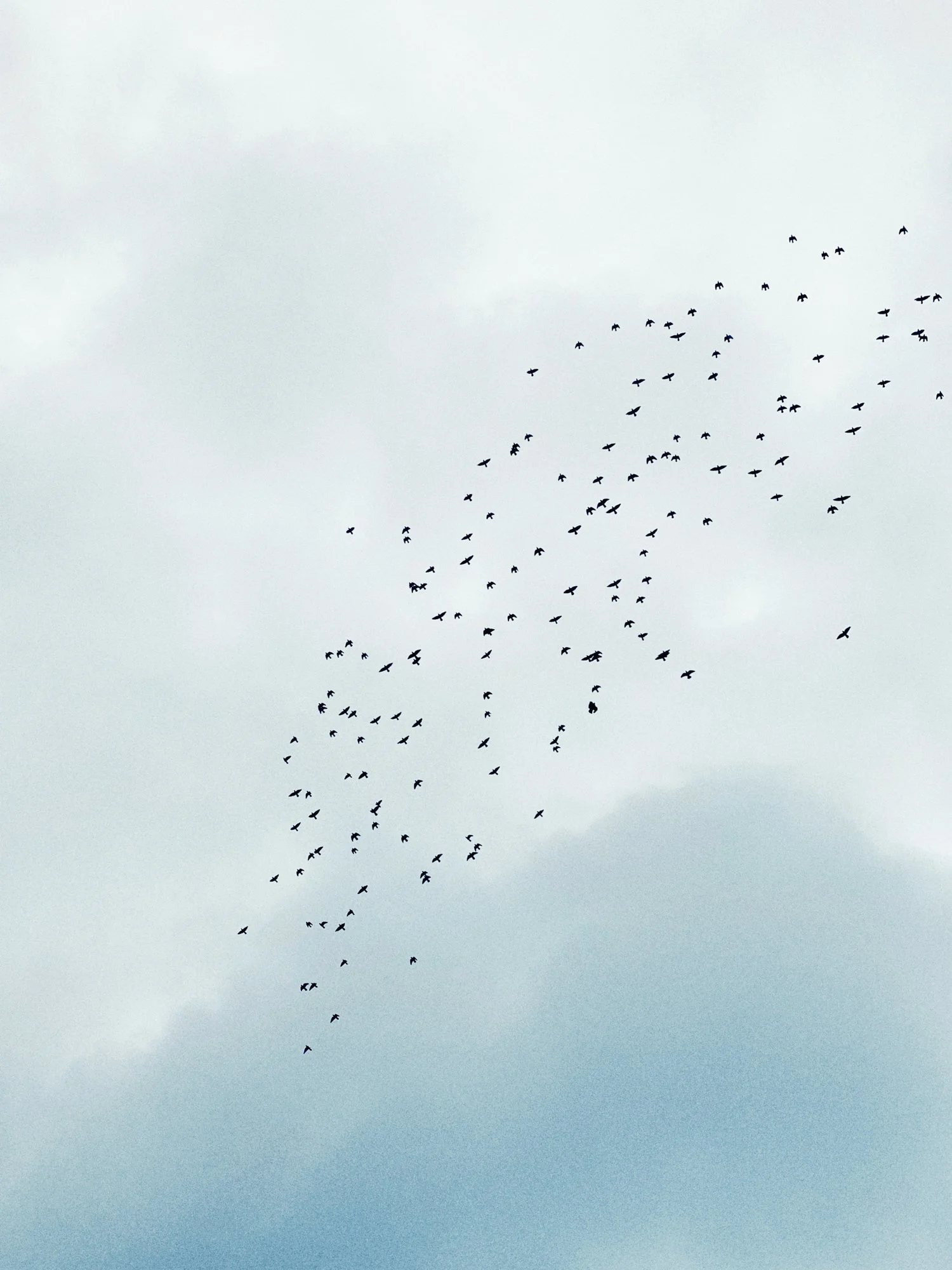 A flock of birds flying in a V formation against a cloudy sky.