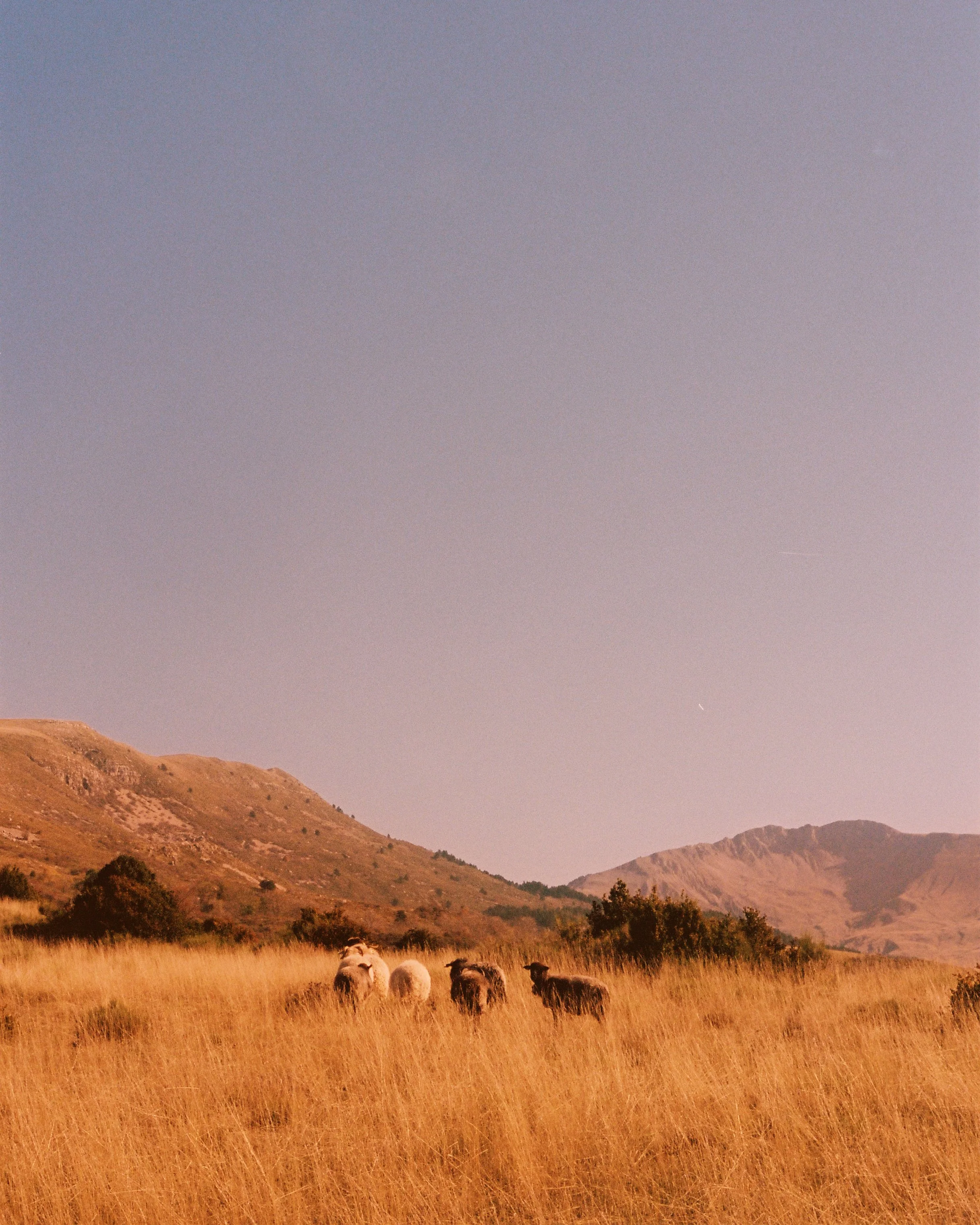 A pastoral landscape with sheep grazing in a golden field, mountains in the background, and a clear sky.