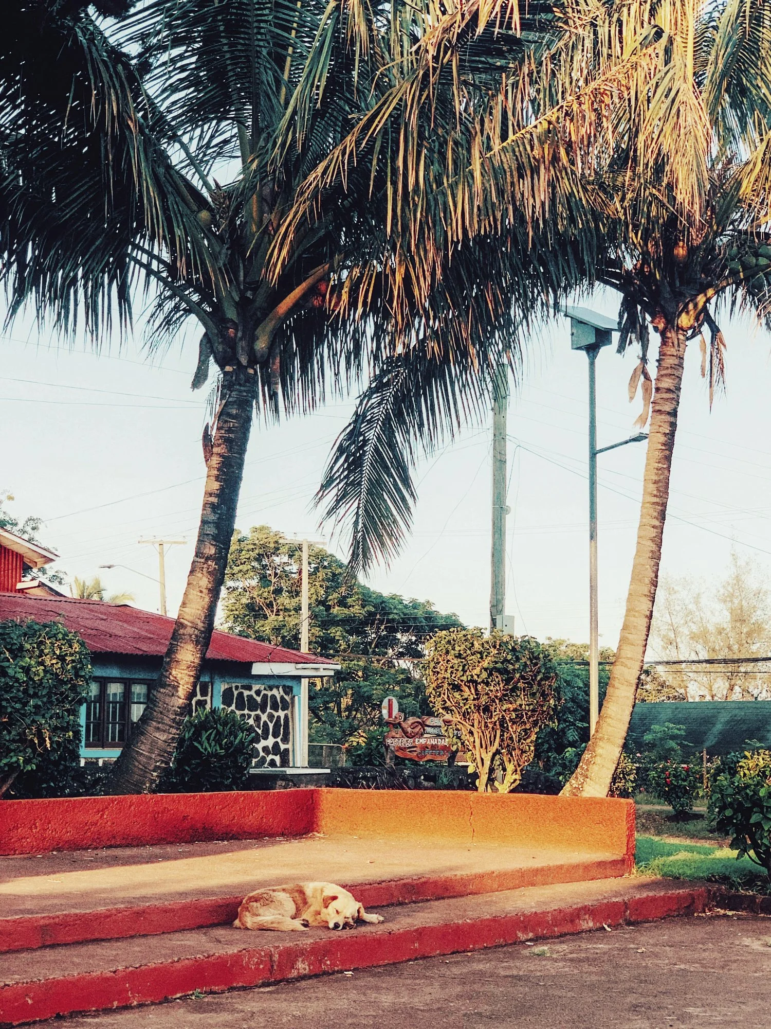 A dog lying on a red painted sidewalk in front of two palm trees, with houses and trees in the background, during sunset.