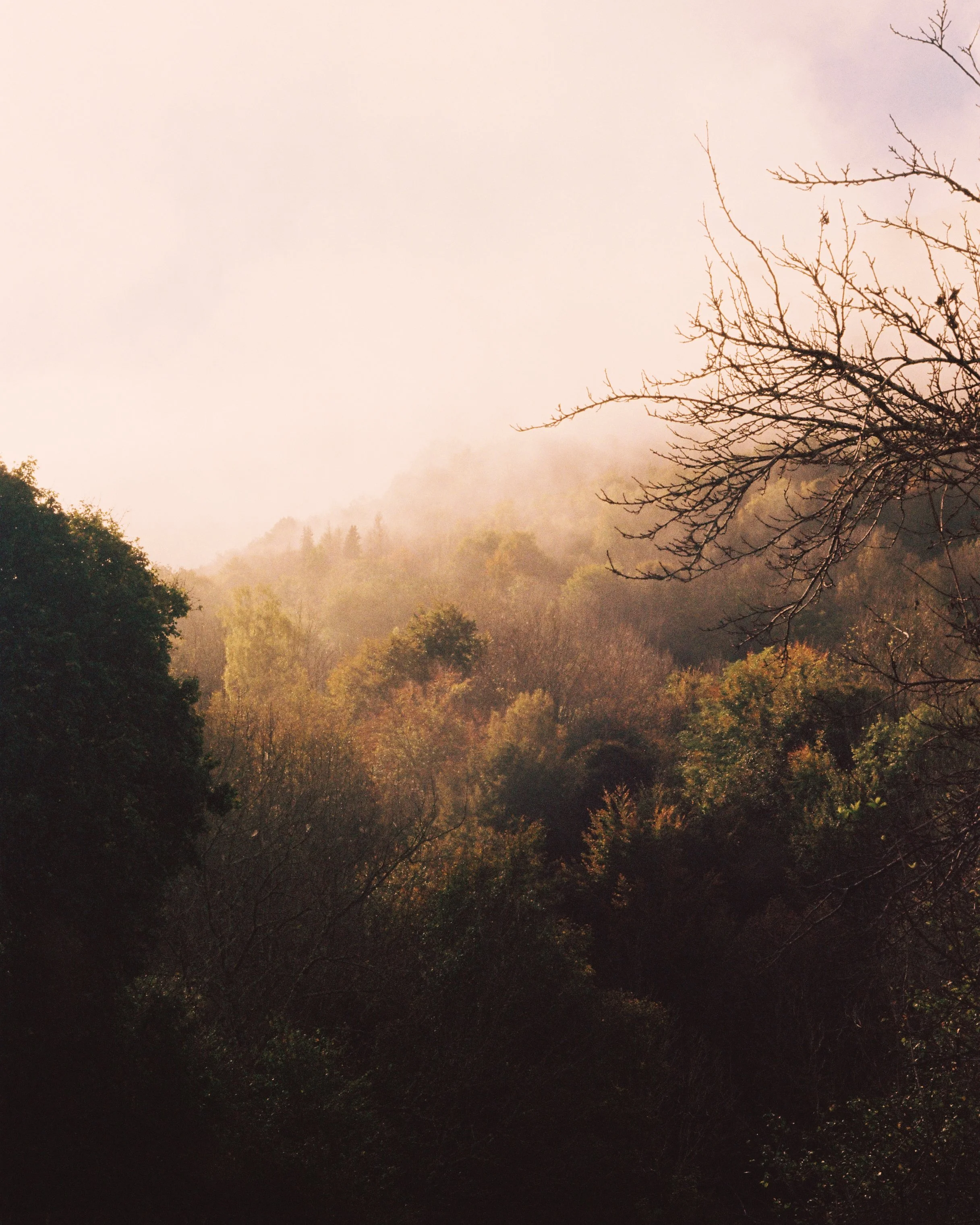 A scenic view of a misty forested hillside with leafless and green trees, and a hazy sky in the background.