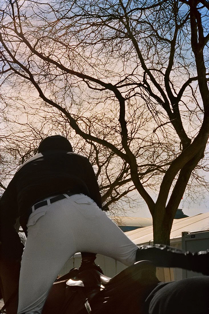 Person in black jacket and white pants leaning over a horse in an outdoor setting, with leafless trees and a pink and blue sky in the background.