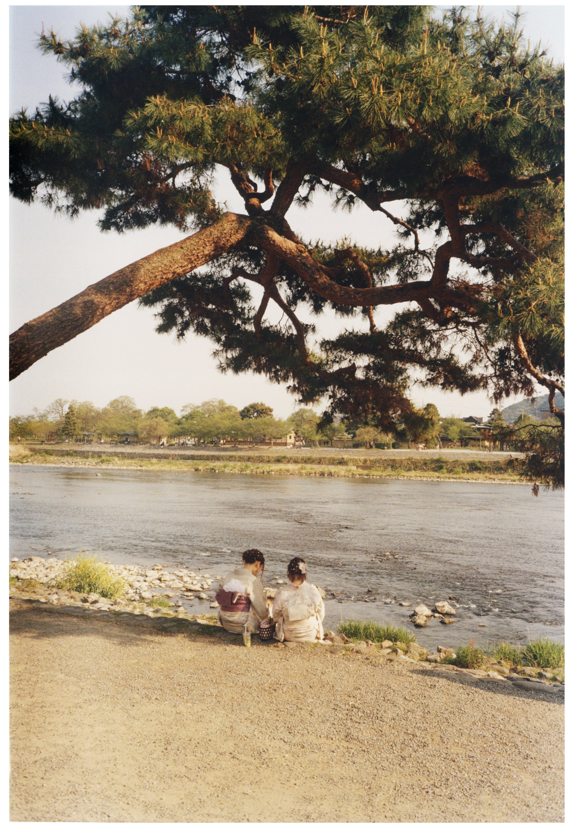 Two people dressed in traditional Japanese kimonos sitting by a riverbank under a large pine tree during sunset.