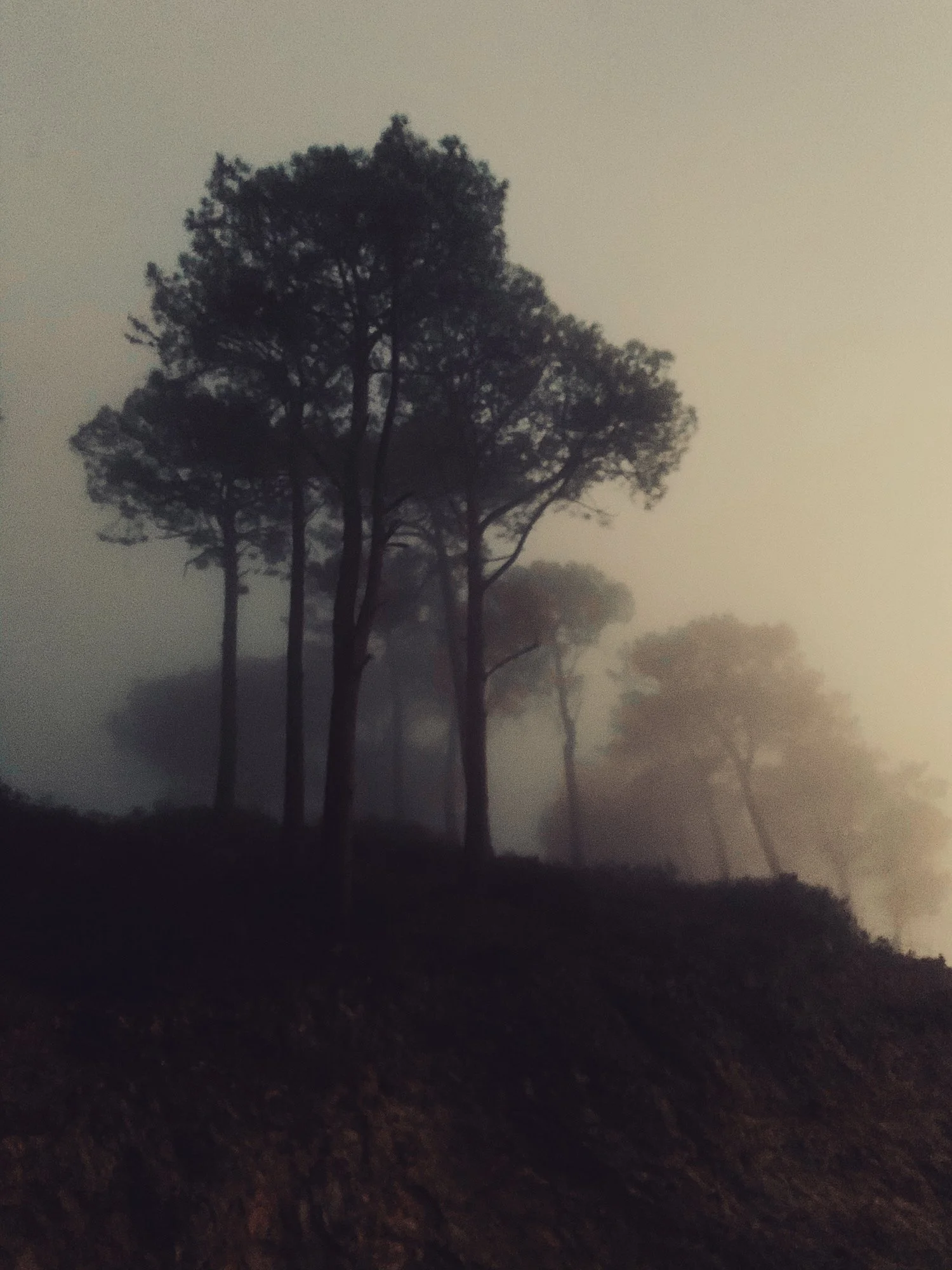 Silhouetted trees on a foggy hillside during dawn or dusk.