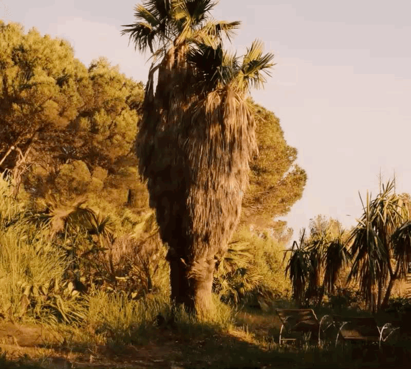 A tall palm tree with a thick, rough trunk and green fronds at the top, standing among other greenery in a natural landscape during sunset or late afternoon.