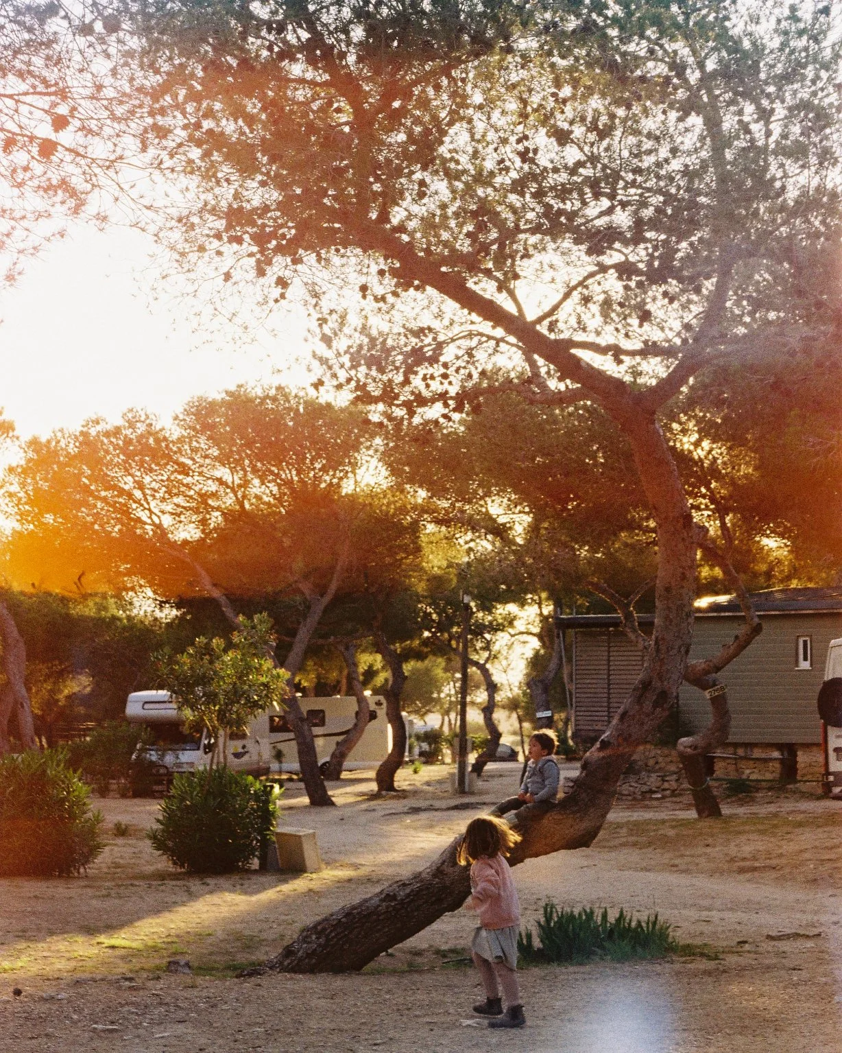 Two children playing near a leaning tree in a park during sunset, with some RVs and a small building in the background.