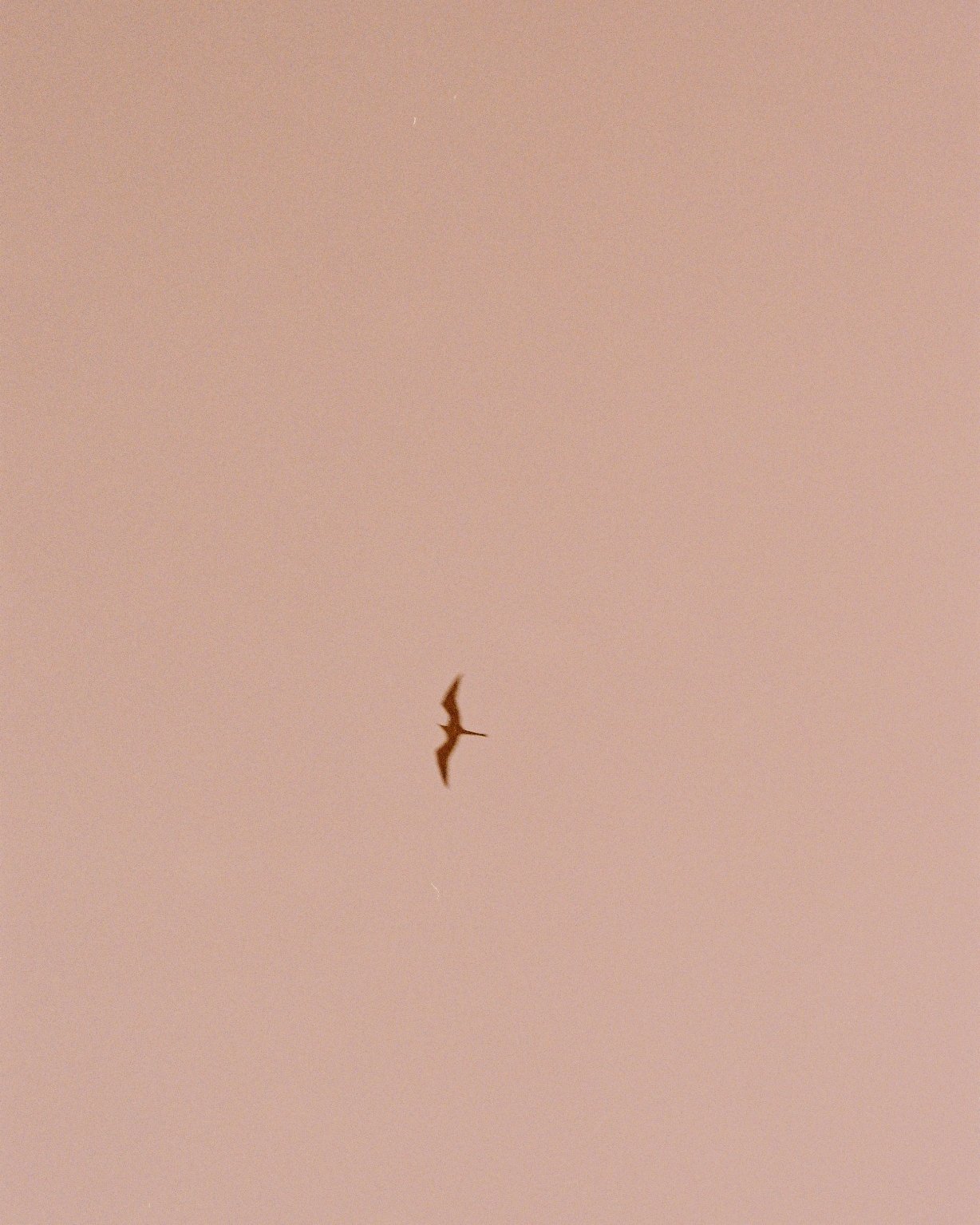 A bird flying in a clear sky with a gradient pink color.