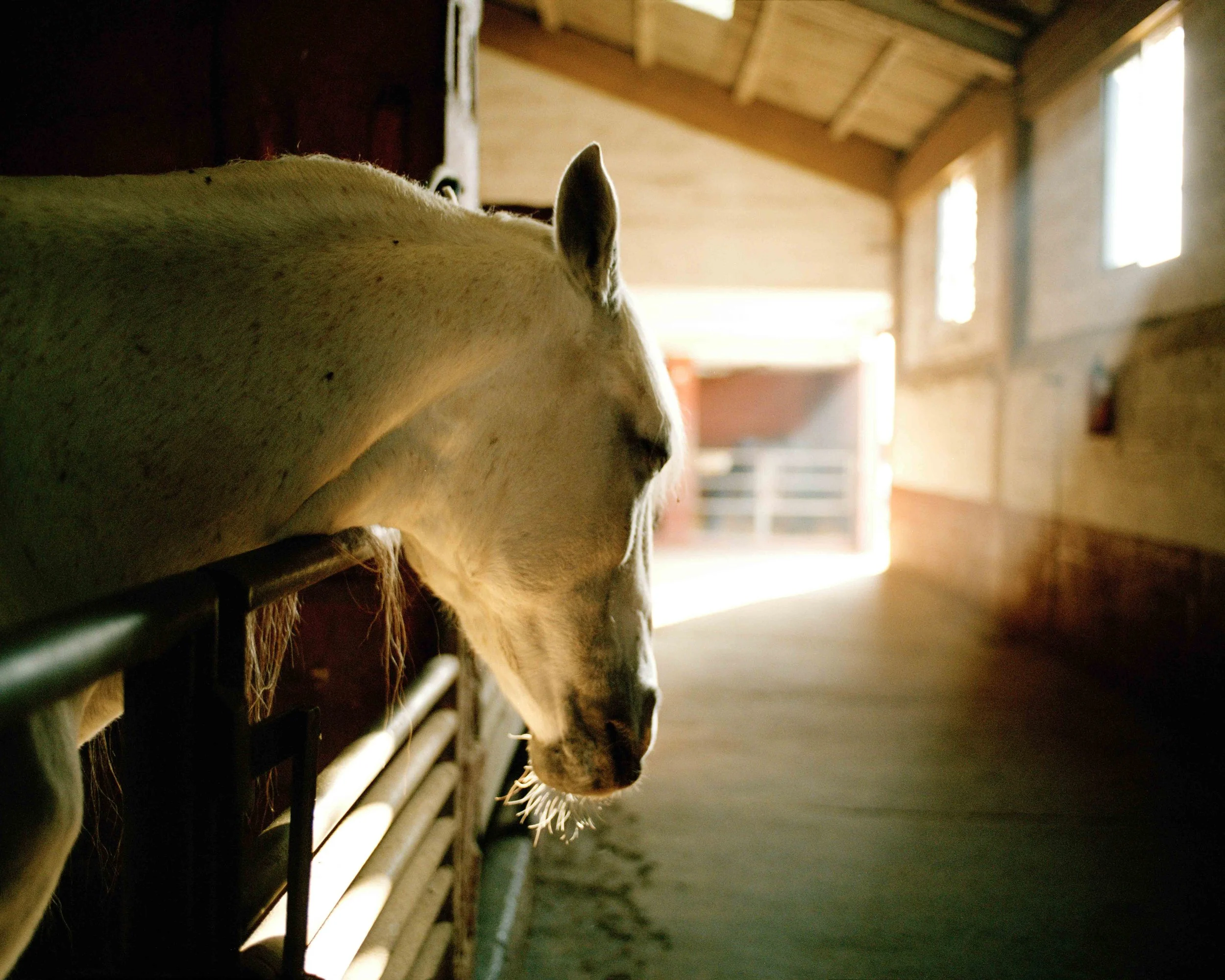 A white horse with a spotted coat leaning over a gate inside a barn, with sunlight shining into the barn through open doors and windows.