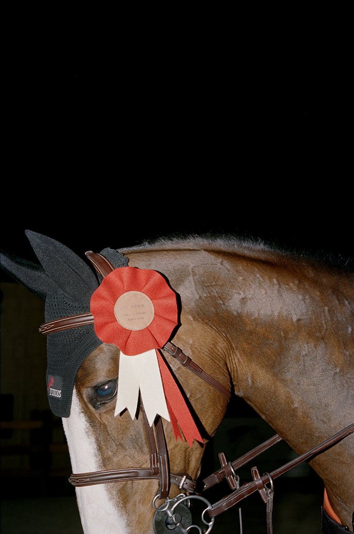 Close-up of a horse wearing a black ear bonnet and a red and white rosette ribbon on its bridle, indicating a prize or award.