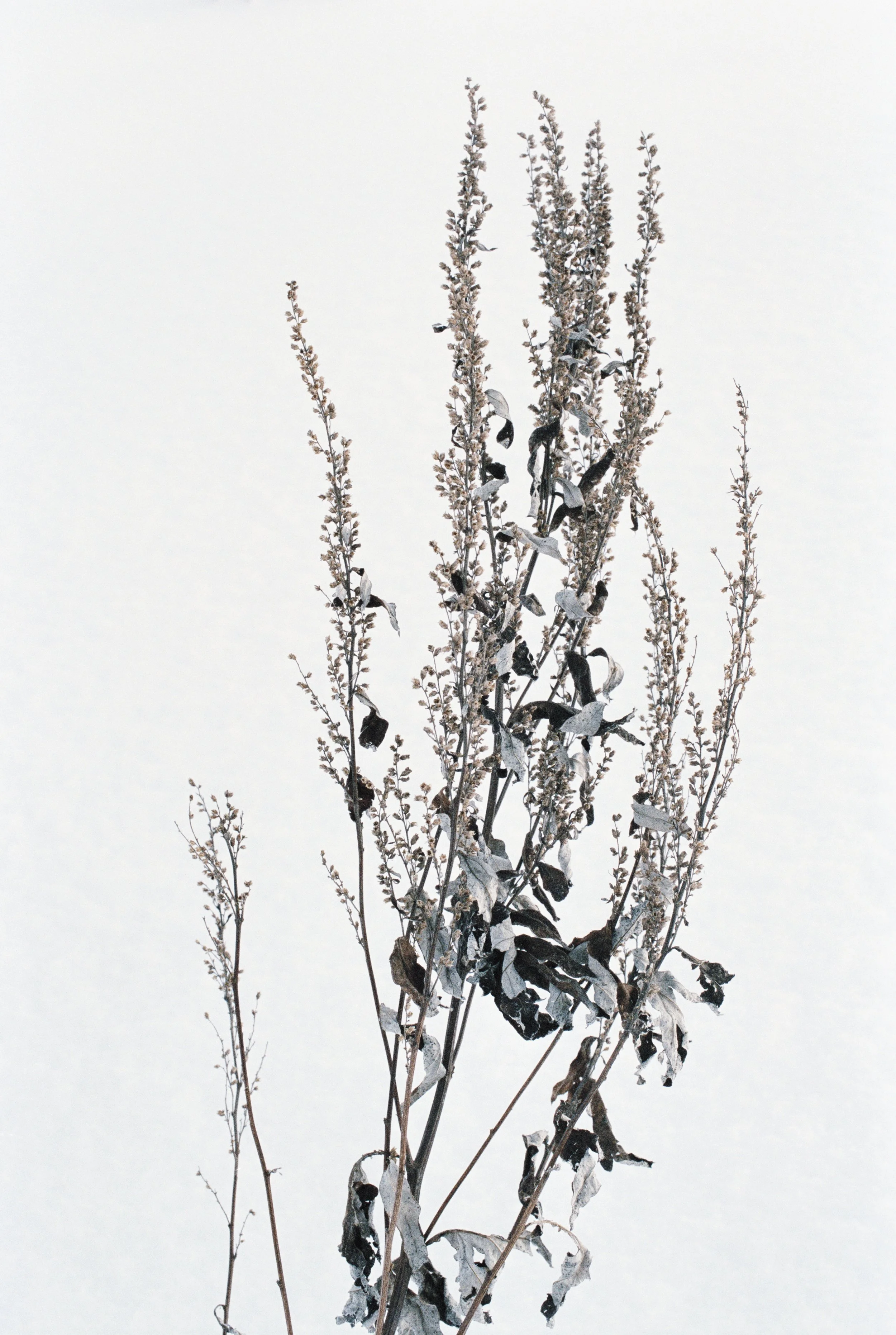 Dry, frosted plant with small seed pods and leaves against a white, snowy background.