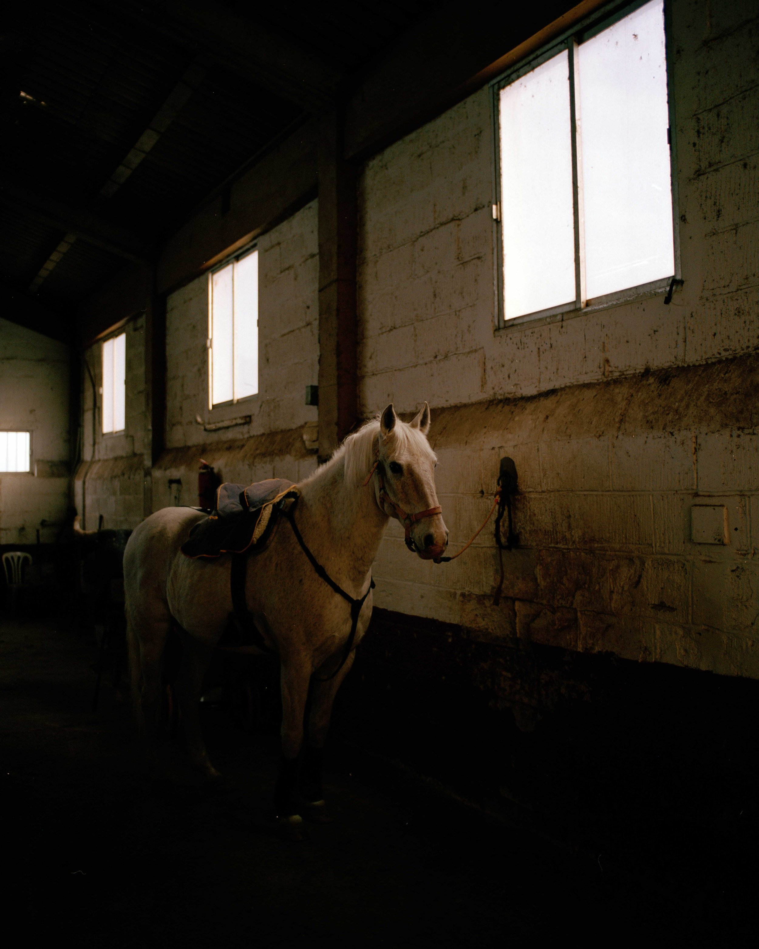 A white horse standing inside a dimly lit stable with three windows on the wall