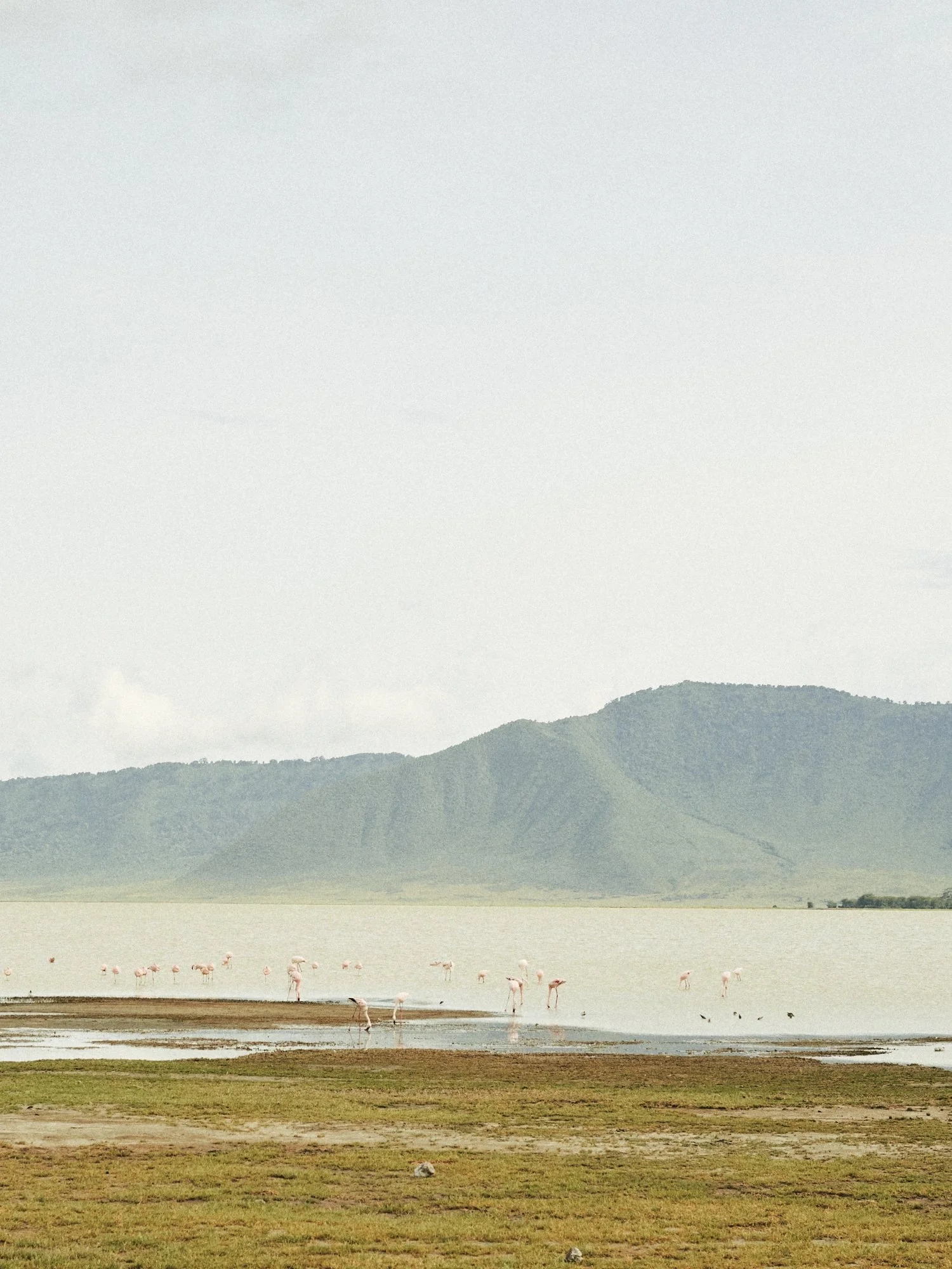 A group of flamingos wading in shallow water near a grassy shore with mountains in the background.
