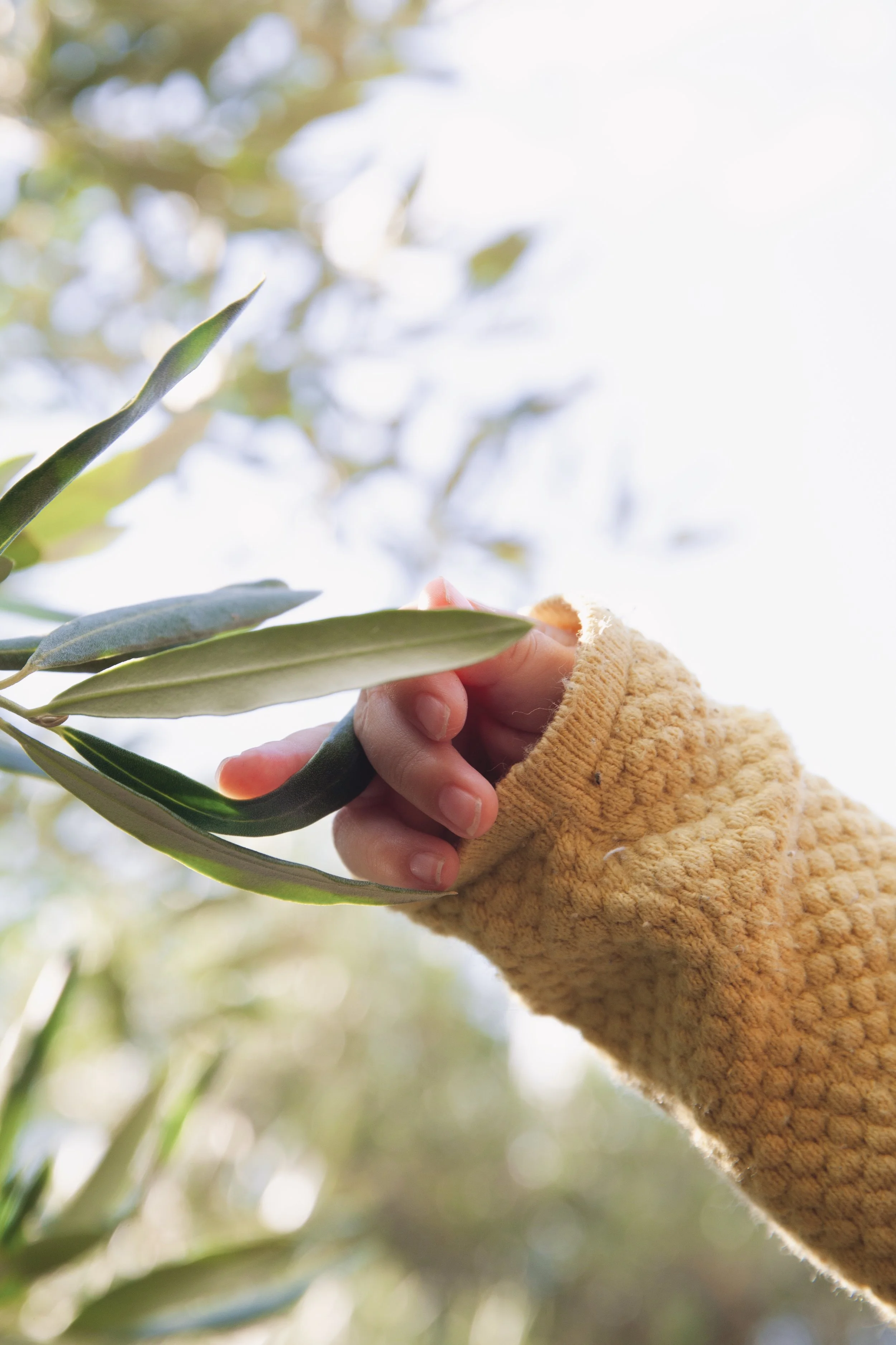 A hand in a yellow textured sleeve holding olive tree leaves against a bright, sunlit background.