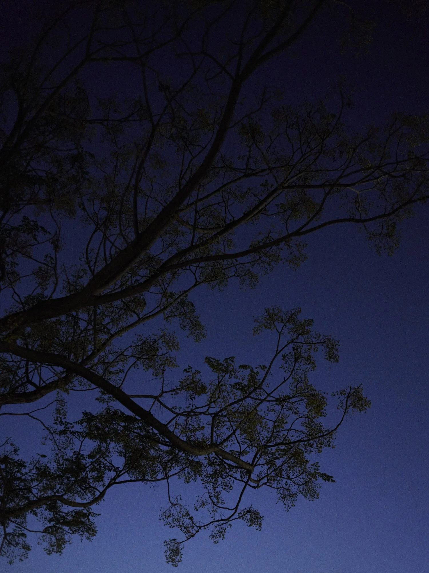 Nighttime image of tree branches silhouetted against a dark blue sky.