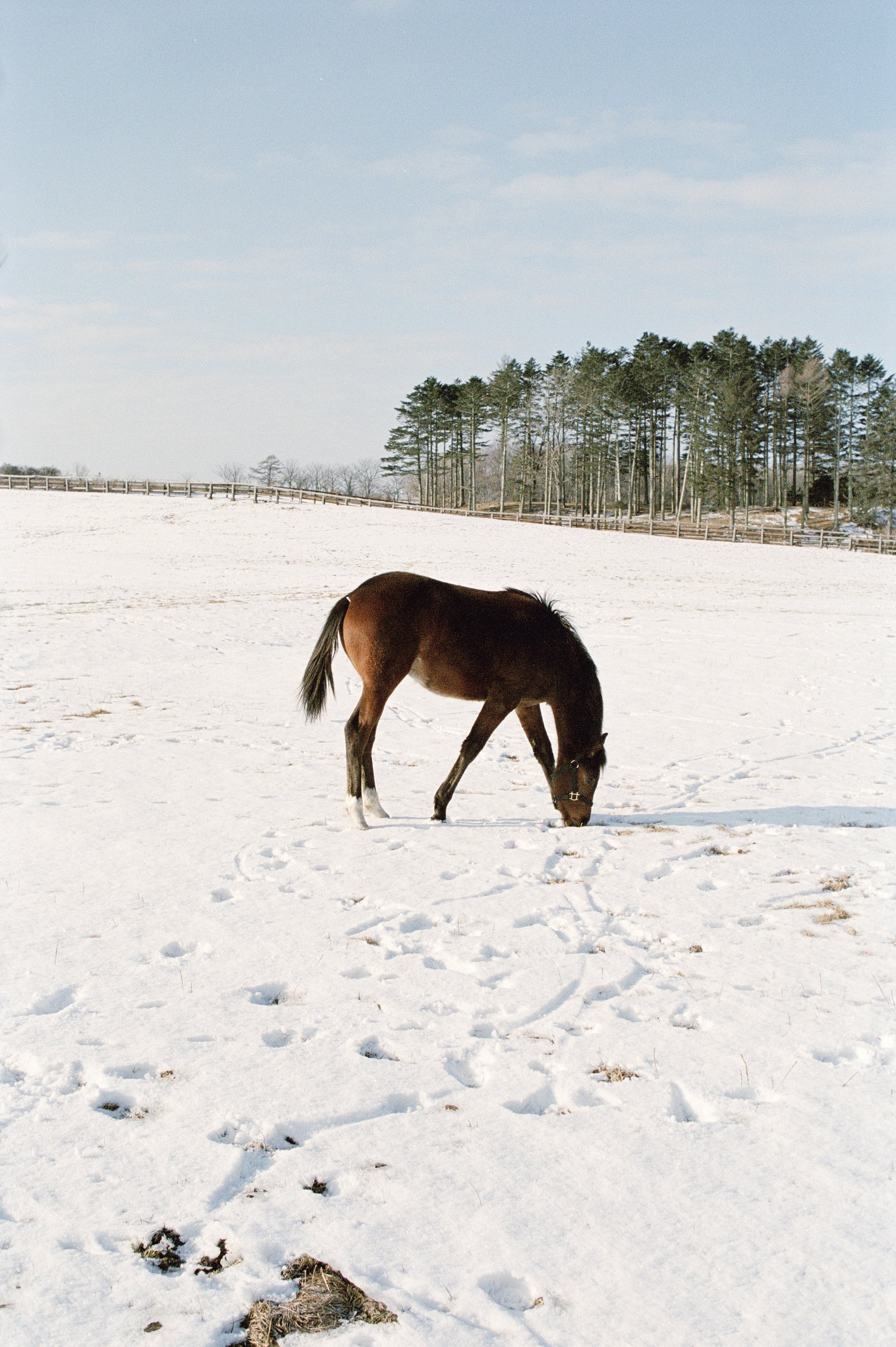 A brown horse grazing on snow-covered ground in a fenced outdoor area with a forest of trees in the background.