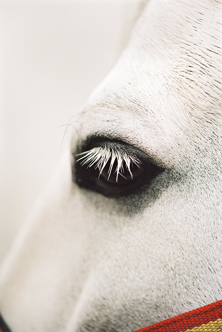 Close-up of a white horse's eye and surrounding area