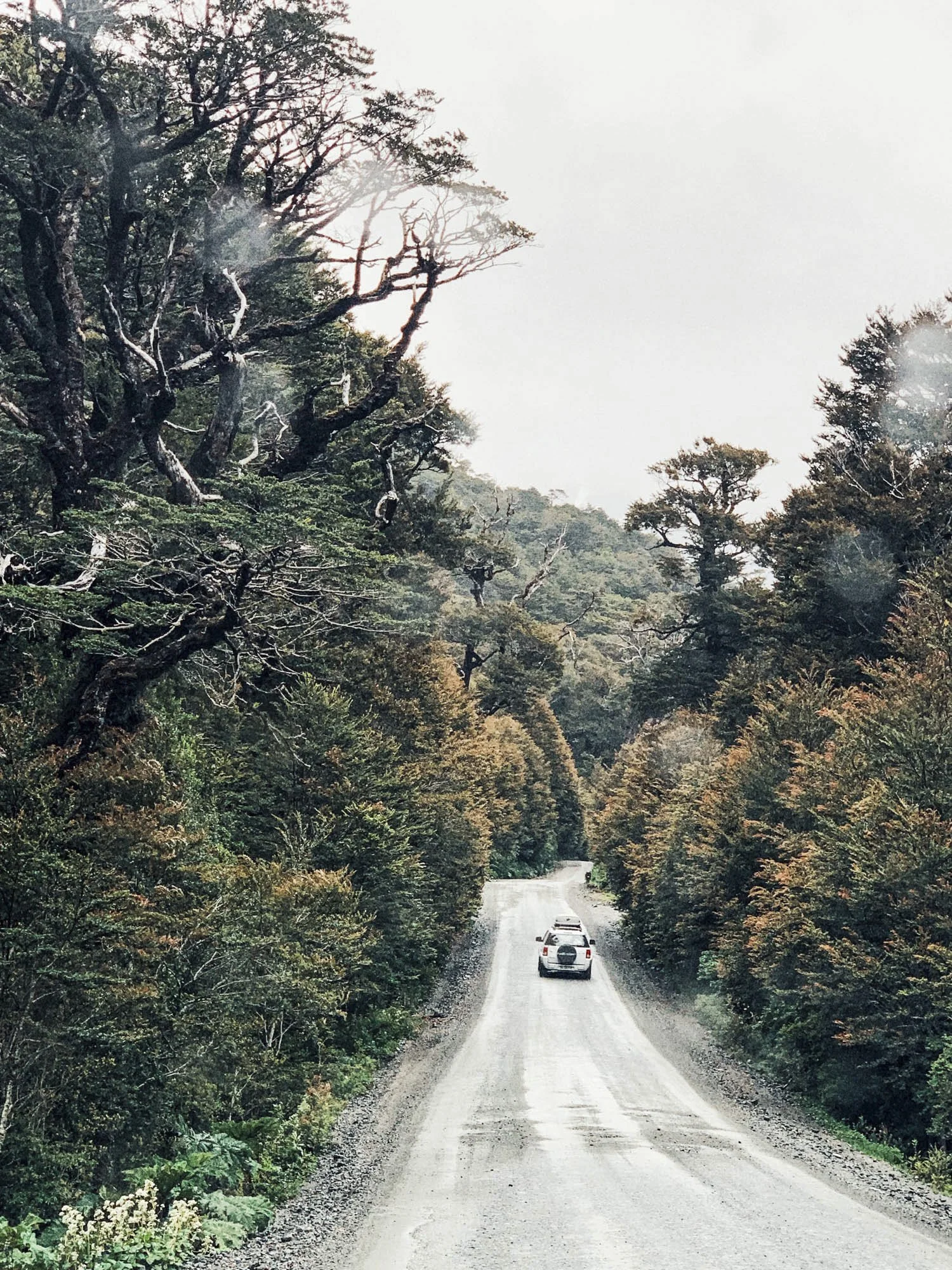 A gravel road winding through a dense forest with tall trees and autumn-colored foliage, a white vehicle driving away in the distance.