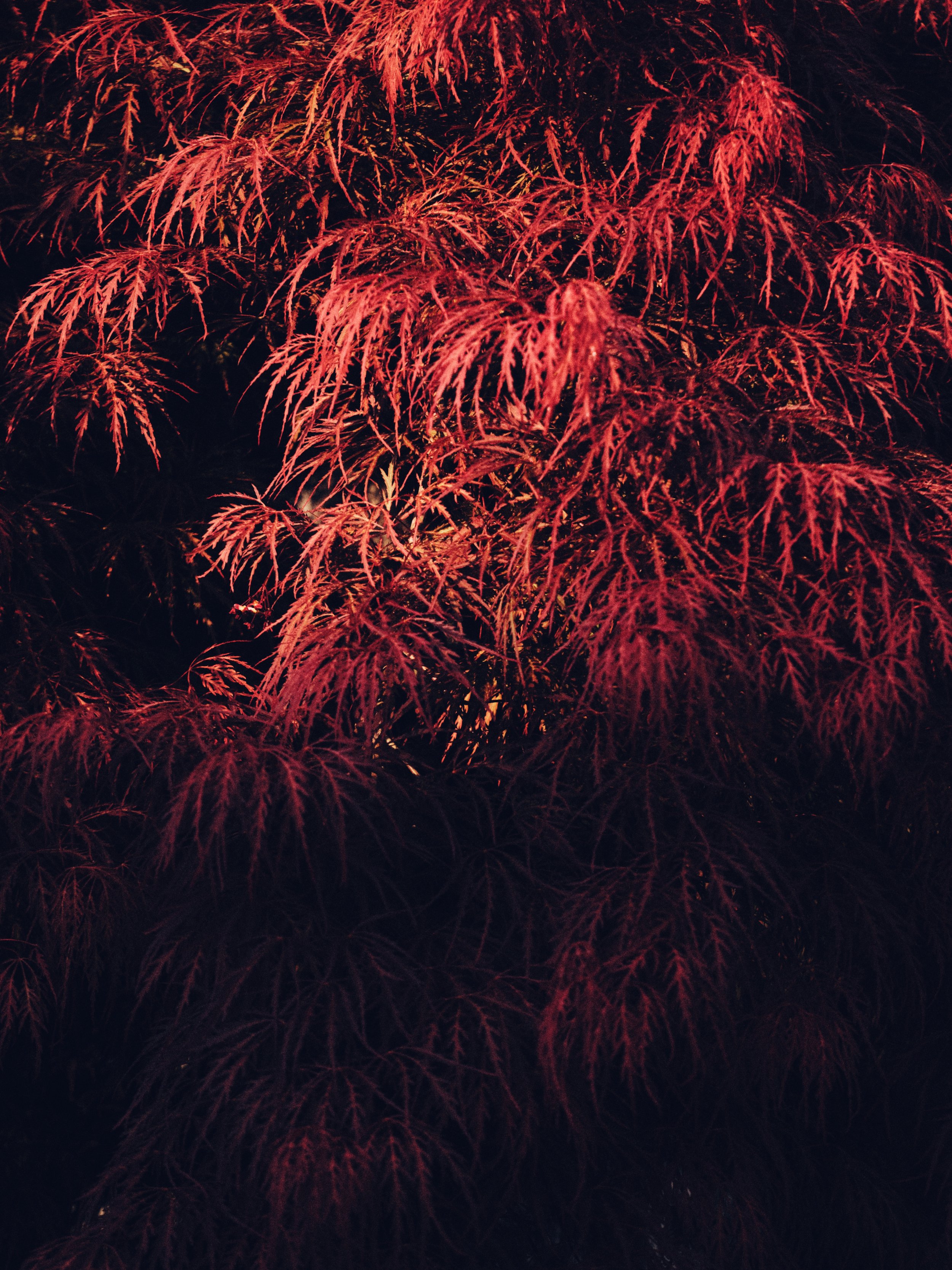 Close-up of vibrant red Japanese maple leaves at night with dark background.