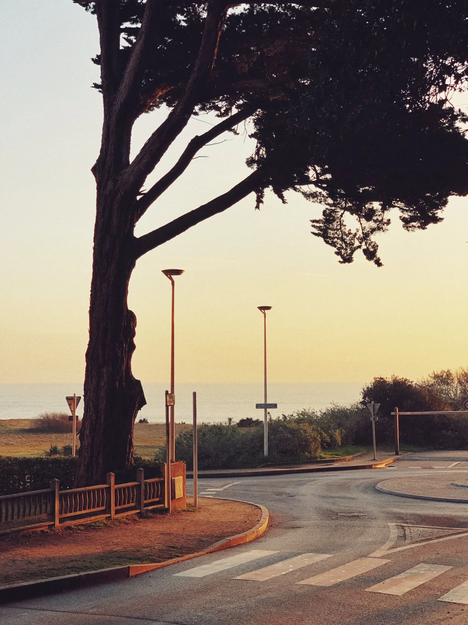 A large tree with a thick trunk and sprawling branches near a seaside road at sunset, with a view of the ocean in the background.
