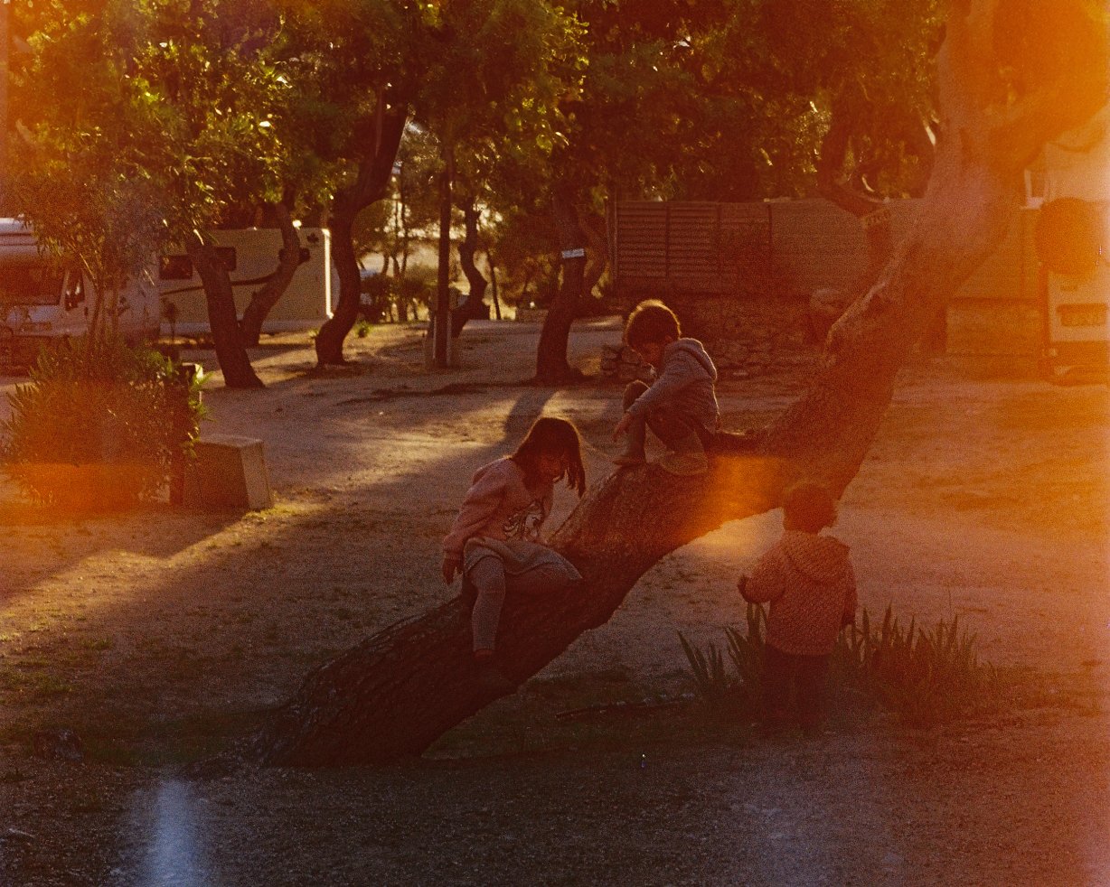 Children playing on a large tree branch near a small pond, with trees and a vehicle in the background during sunset.