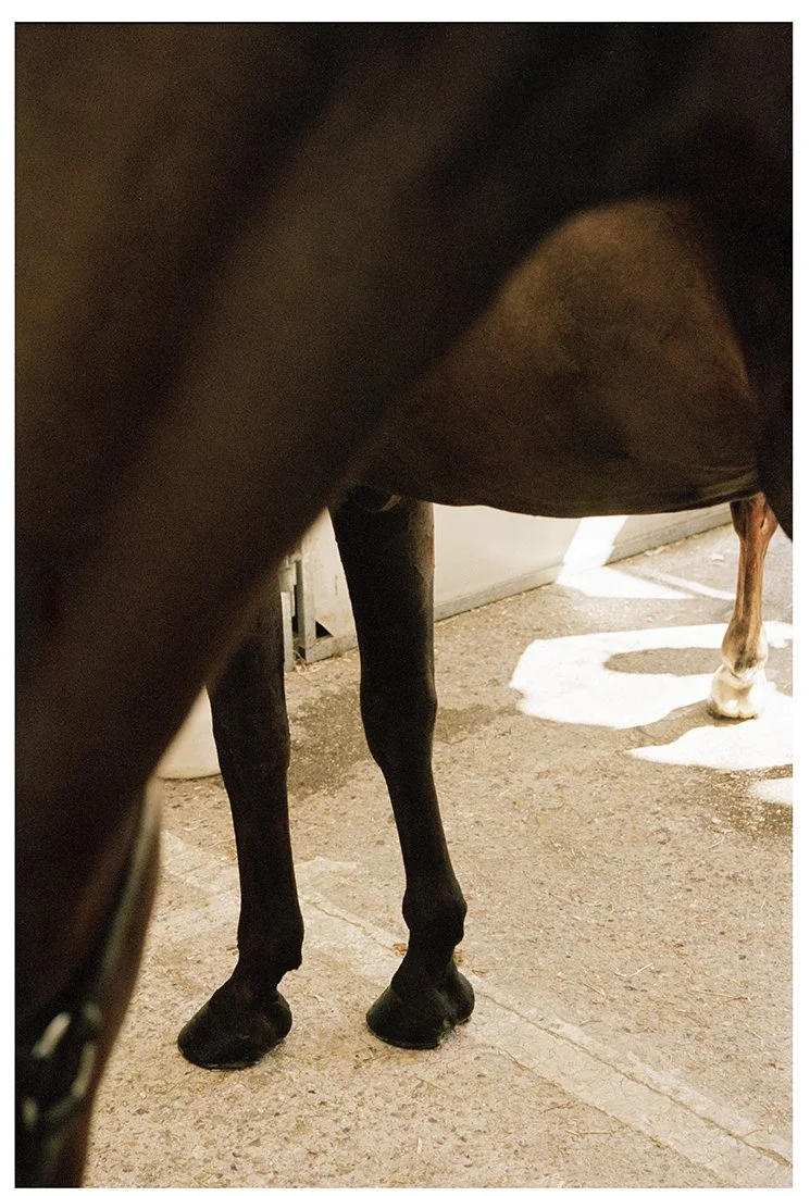 Close-up of a horse's underbelly, legs, and hooves, with another horse's legs and hooves visible in the background on a concrete surface.