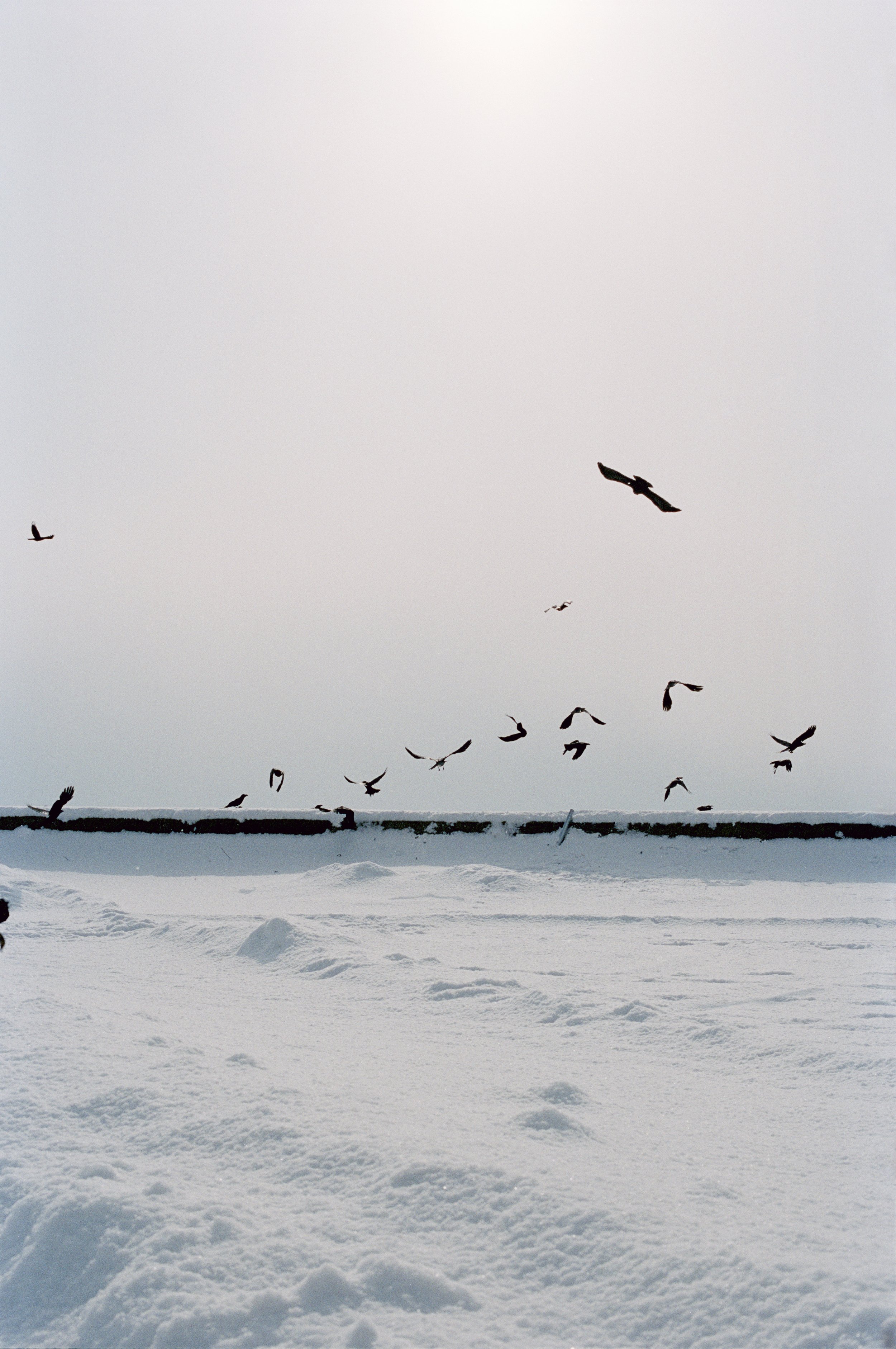 Snow-covered landscape with birds flying in the gray sky.