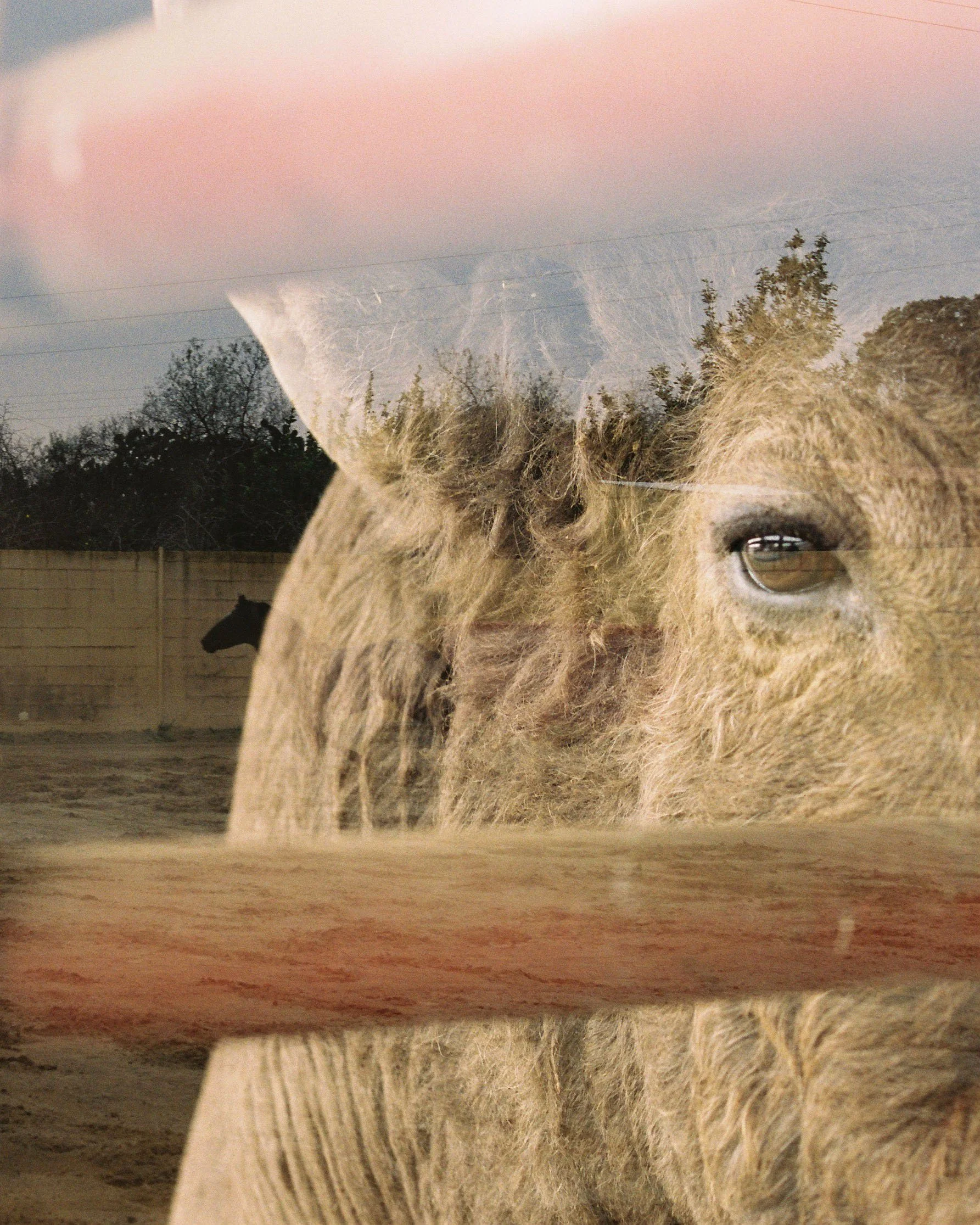 Close-up of a horse's face with a reflection seen in the window of a car, showing trees and a horse in the background at dusk.