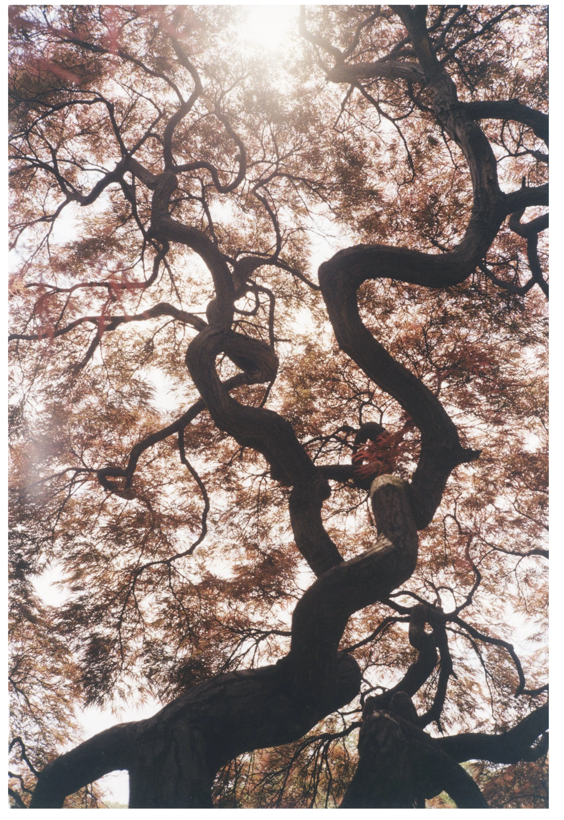 View of a large, twisted tree with pinkish leaves, seen from below against the sky with sunlight shining through the branches.