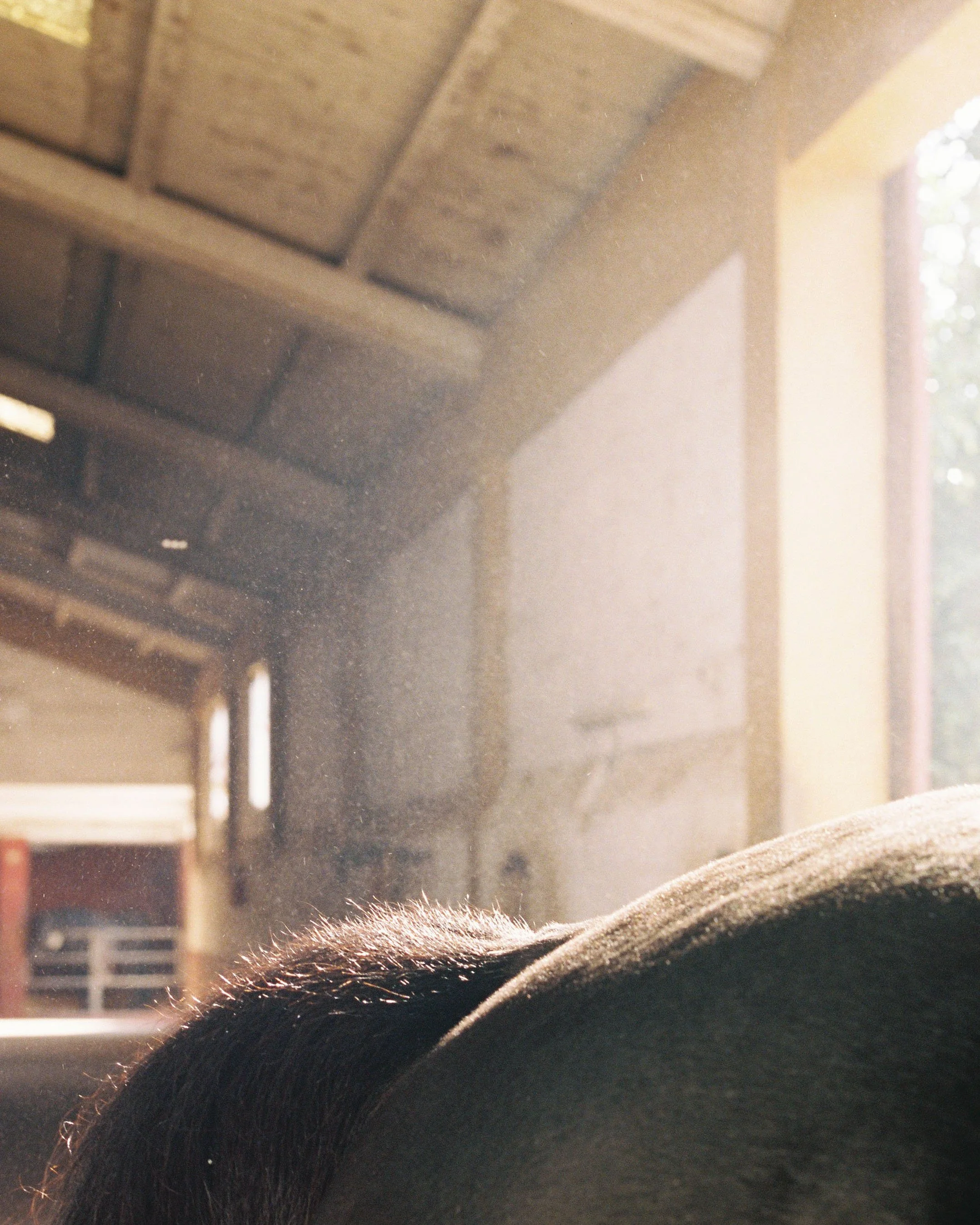 Close-up of a dog's fur in front of a sunlit window and a wooden ceiling in a room.