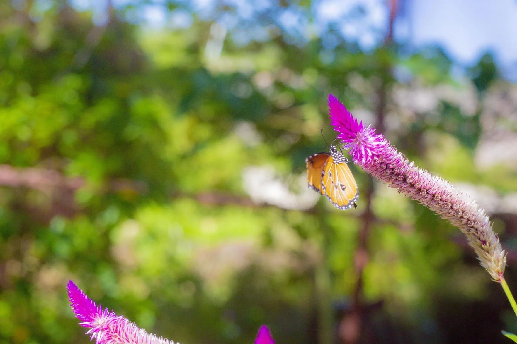 Butterfly enclosure at Paje Cave Nature Park in Paje, Zanzibar.