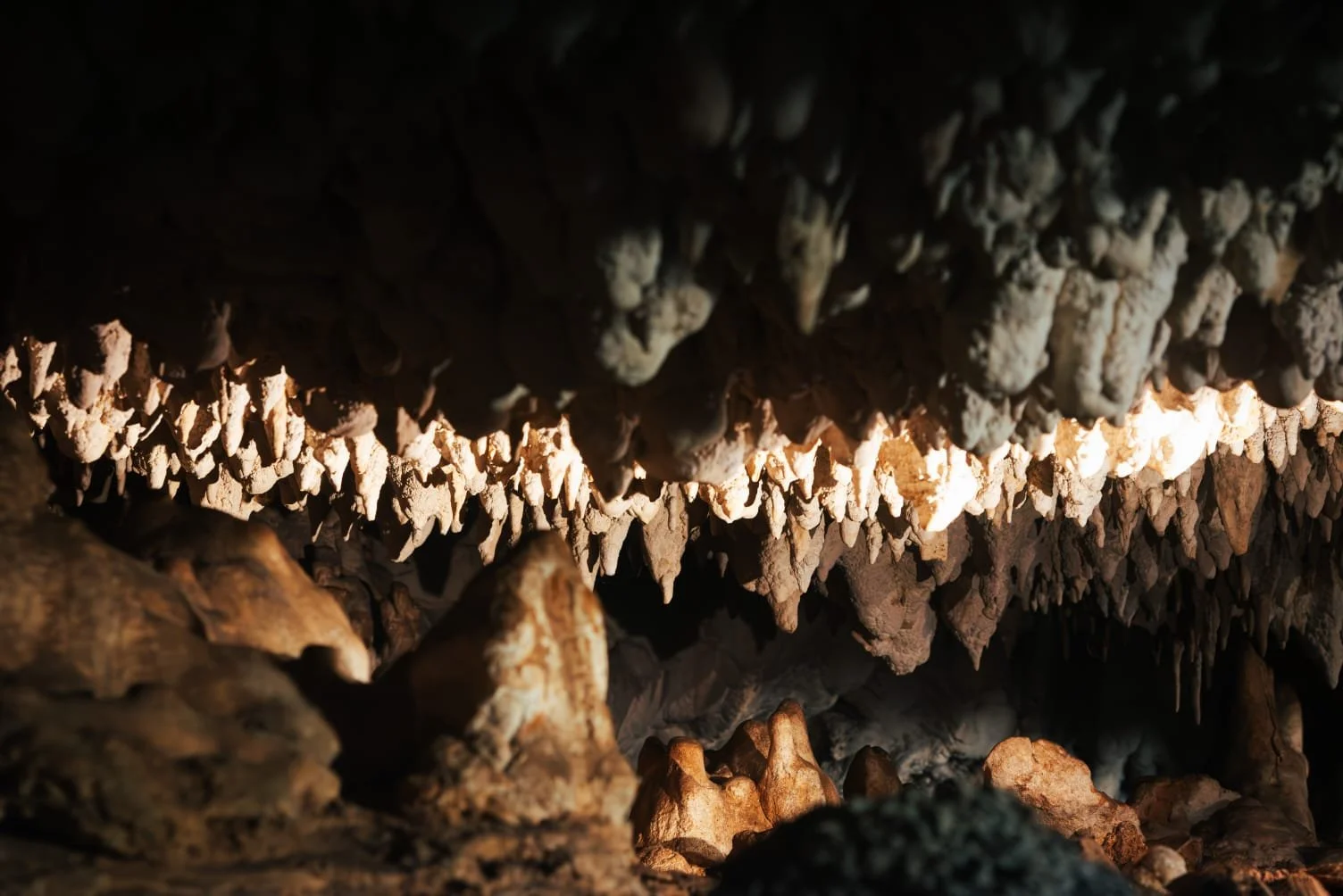 Bats resting in their natural habitat inside Paje Cave, Zanzibar.
