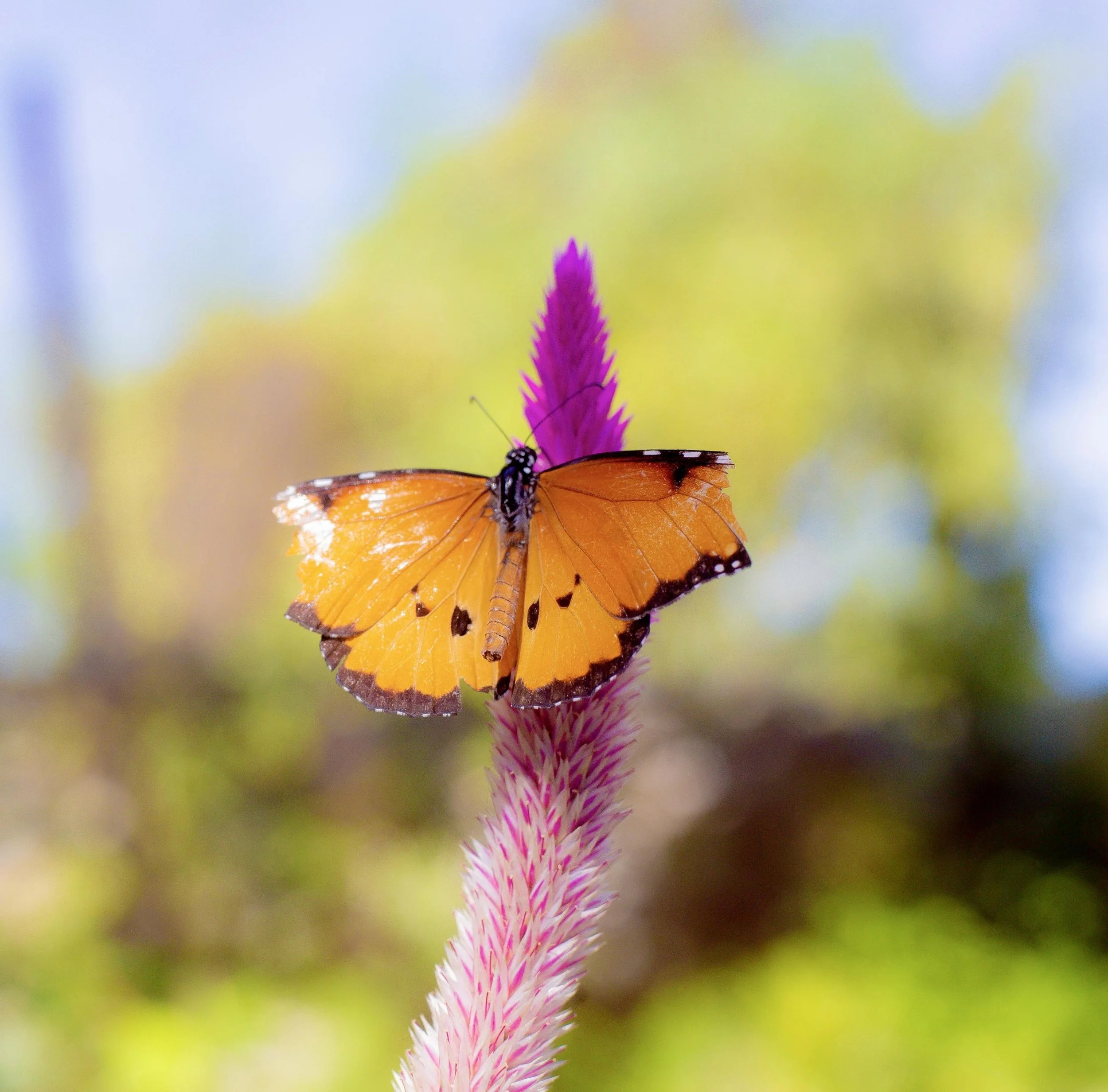 Paje Cave has built a new buttefly sanctuary in Zanzibar.