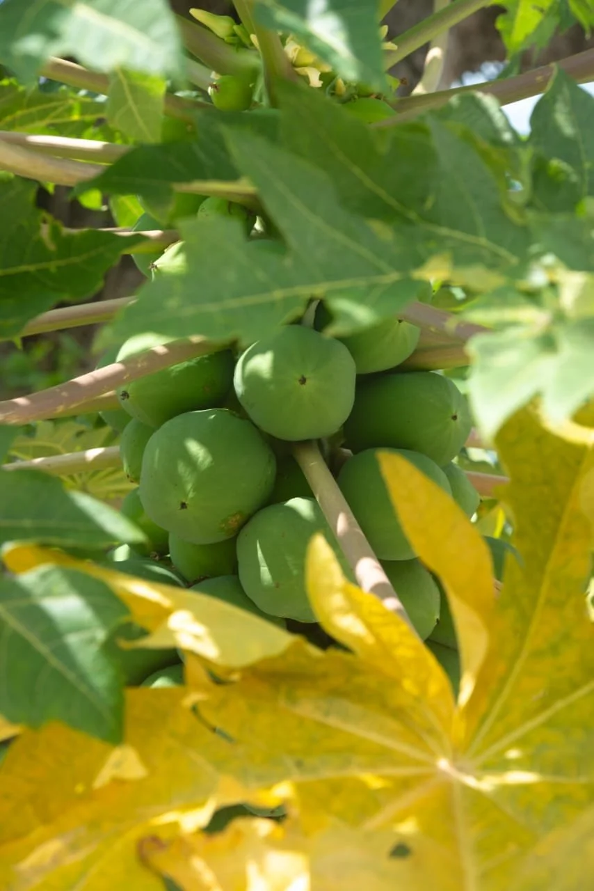 Close-up of papaya fruit which paje cave often offers free to its visitors in zanzibar.