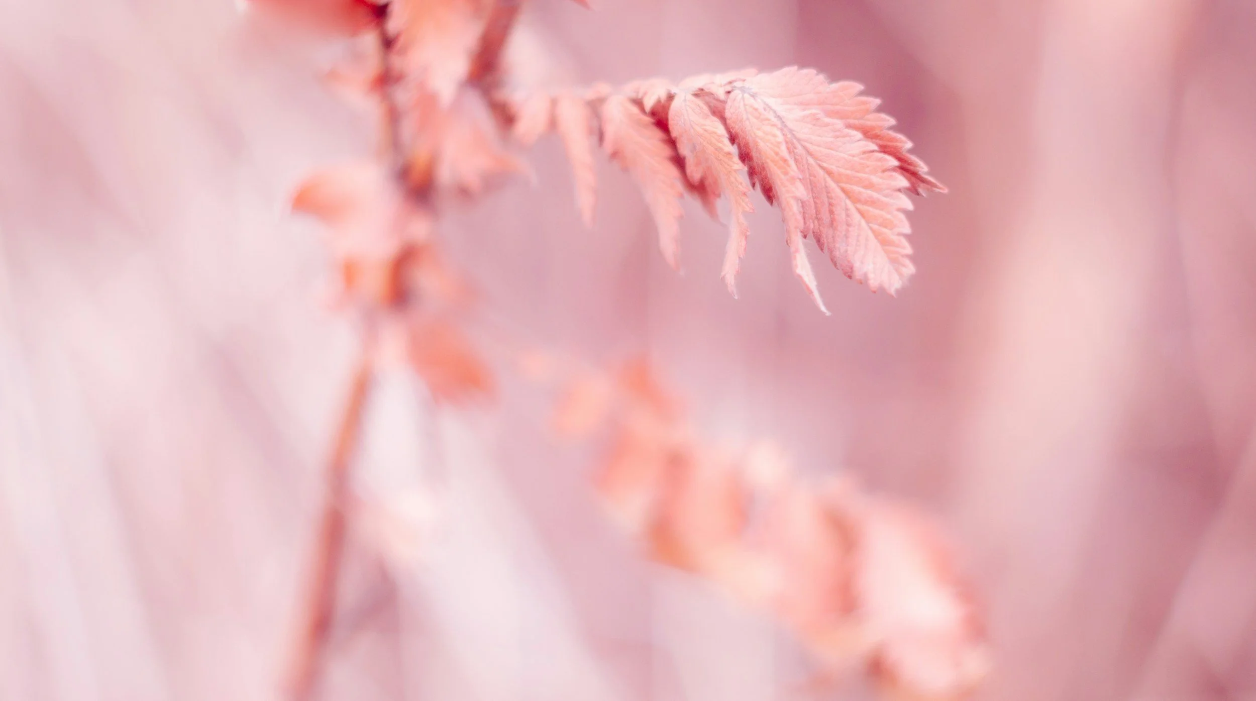 Nahaufnahme von rosa Blättern oder Zweigen mit zarter Textur und weichem Hintergrund
