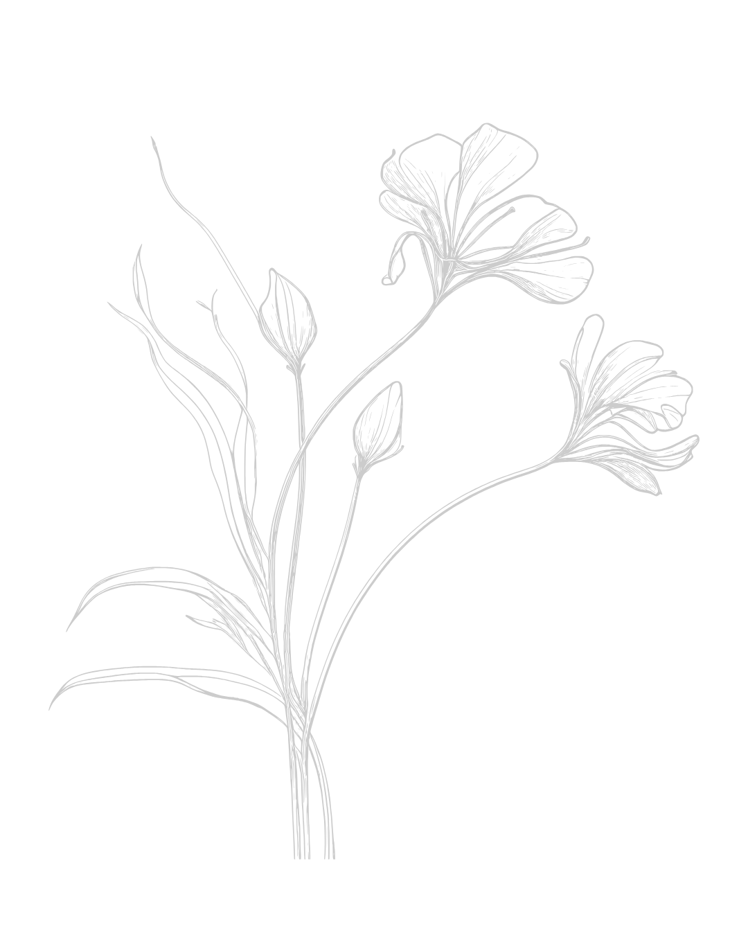 Weiße Linienzeichnung einer Blume mit mehreren Blüten und Blättern auf schwarzem Hintergrund.