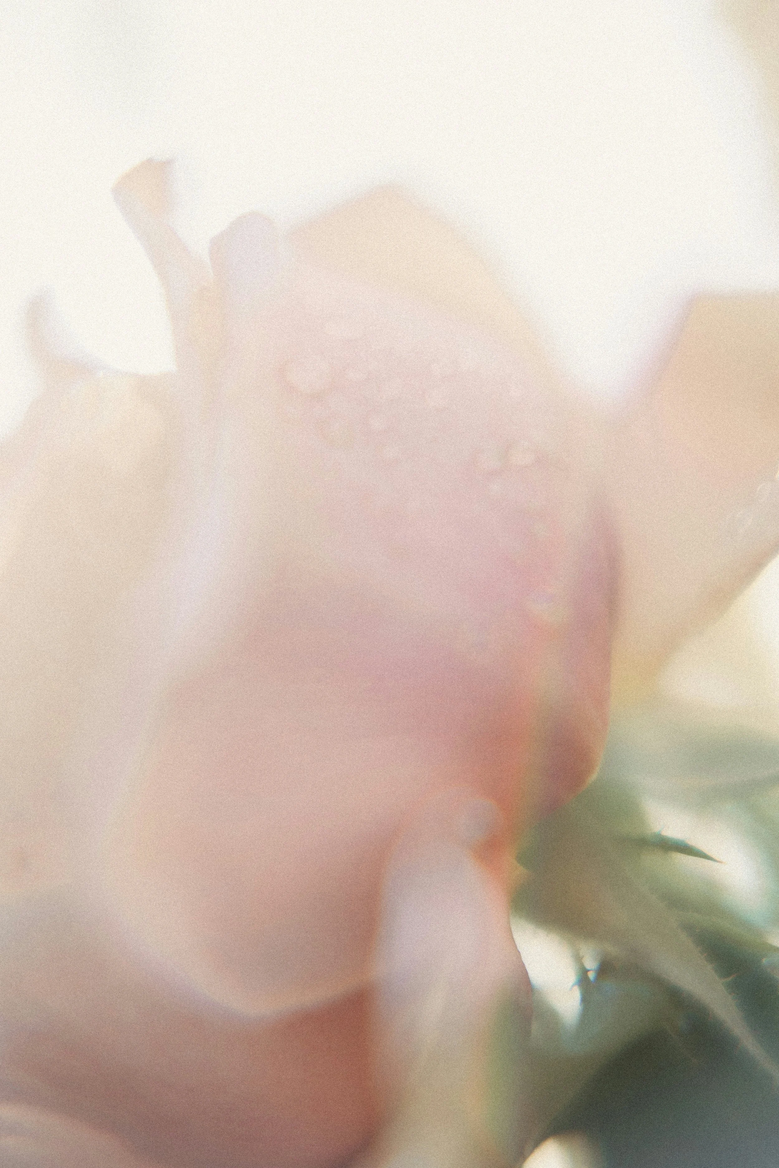 A blurred close-up of a person's face with glasses, surrounded by pastel-colored flowers.