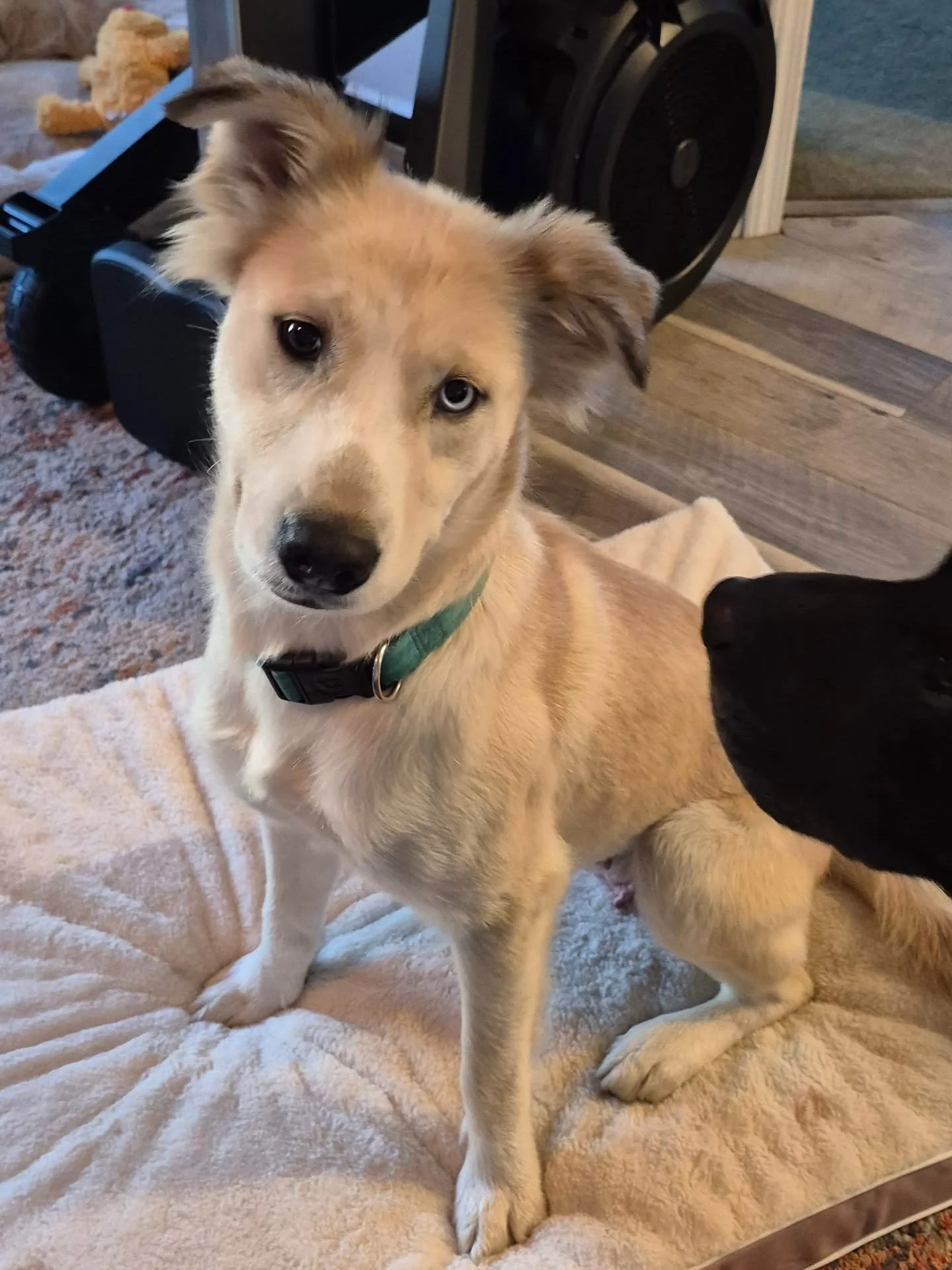 Maybe is having a little sleep over with a family that would love to give her a home.  Fingers crossed it is the best puppy match! 💗✨️

Now home to the boys and Queenie, which you can tell from her name,  there's only room for one Queen at home.