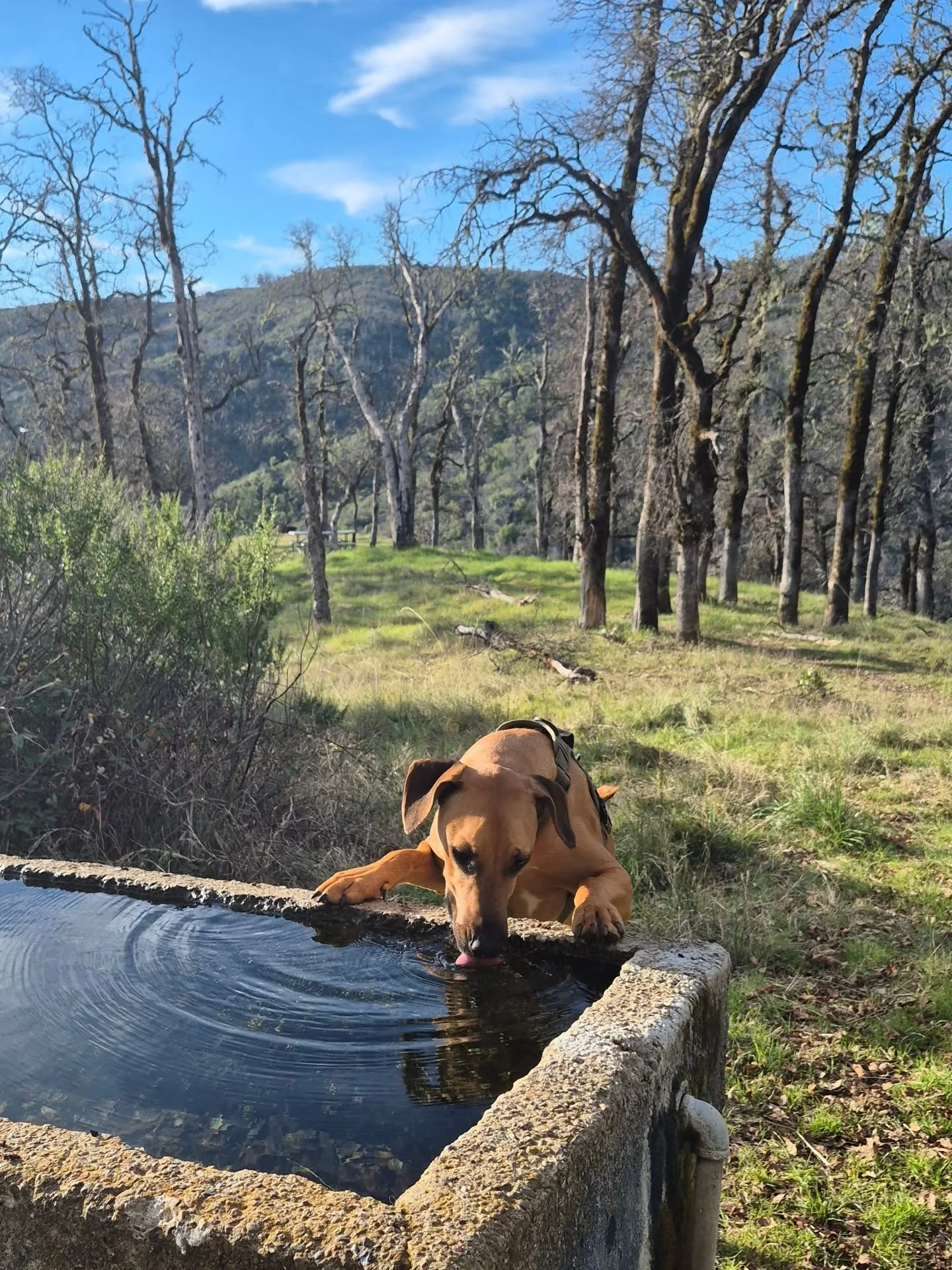 💗✨️ Weekly Photo Dump 💗✨️
Here are a few of my joys from this week. 
Rare sighting of Hank being precious opposed to demonic.
Dinner Party prep.
My Monty Bear
Full send on our women's group @gatherlakecounty
My doggy donuts
All four with a cup of J