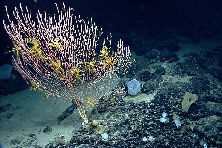 Email Your Rep: Marine National Monuments