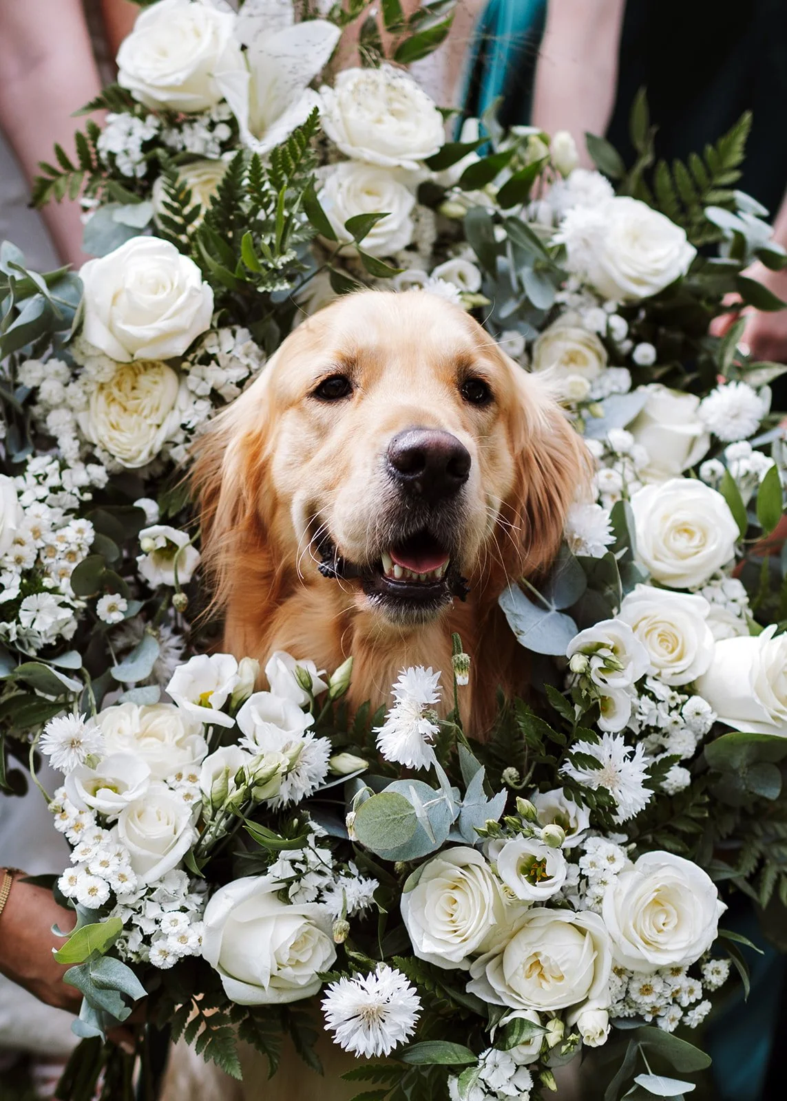 Will & Sophie- Dog shot.jpg