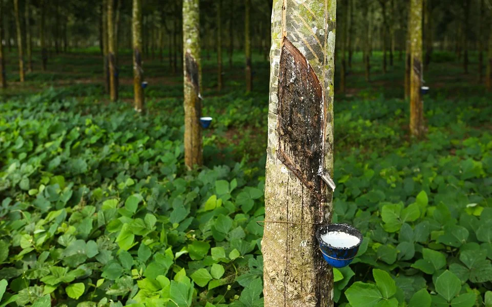 Natural rubber source – tapped rubber tree for industrial rubber production.