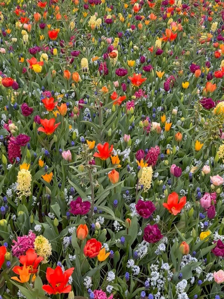 Bulb combinations at Keukenhof that completely re-write the rule book! Filming with @vikingcruises to share this garden with you all. 

Excited to travel on their &lsquo;Tulips and Windmills&rsquo; trip exploring the Netherlands and Belgium, chasing 