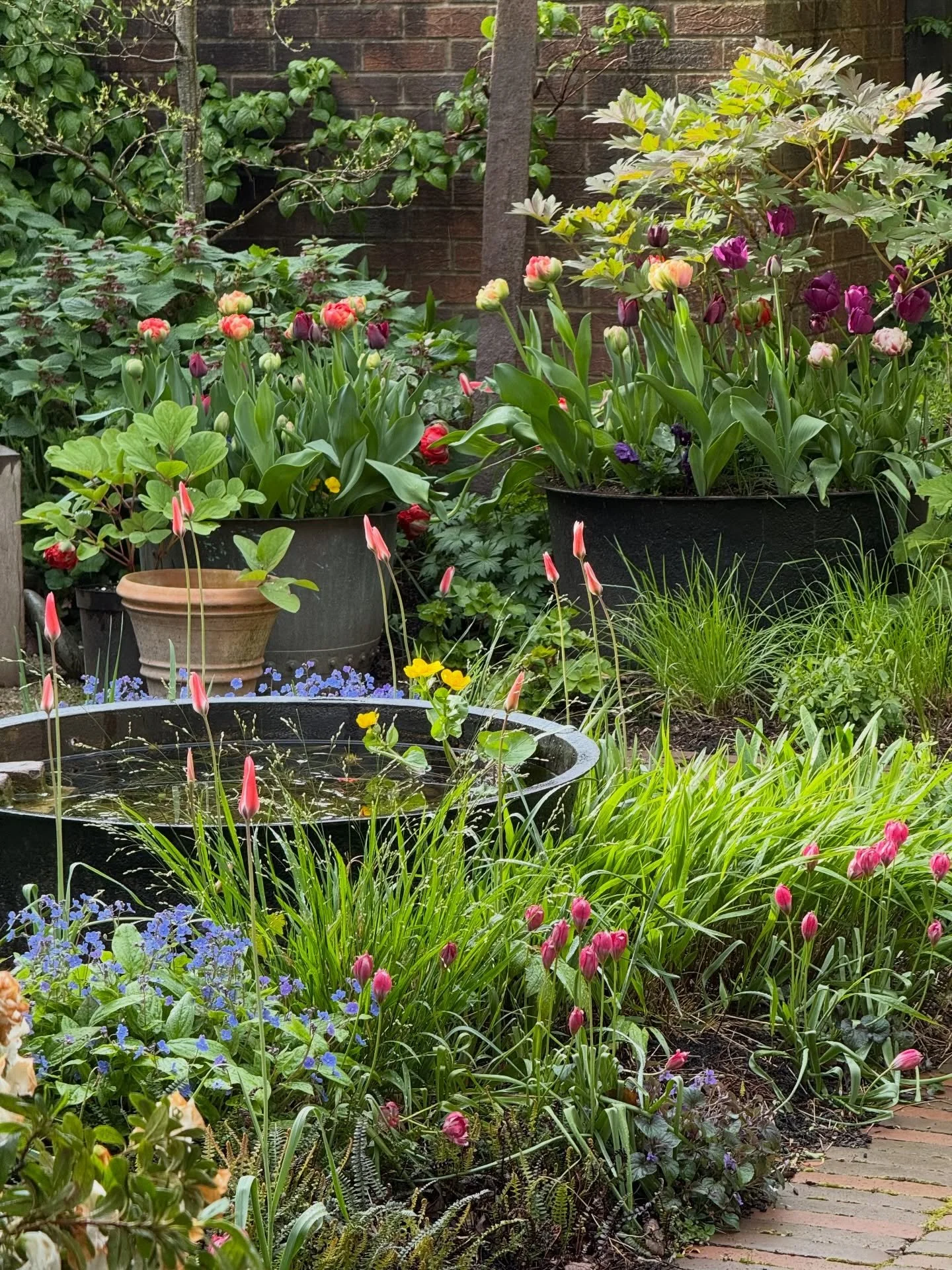 Returning home from a trip to the Netherlands to see the tulips, and found our garden has staged its own display. The invisible work of winter finally revealing itself. 

The bulbs we planted last autumn have transformed the garden while we were away