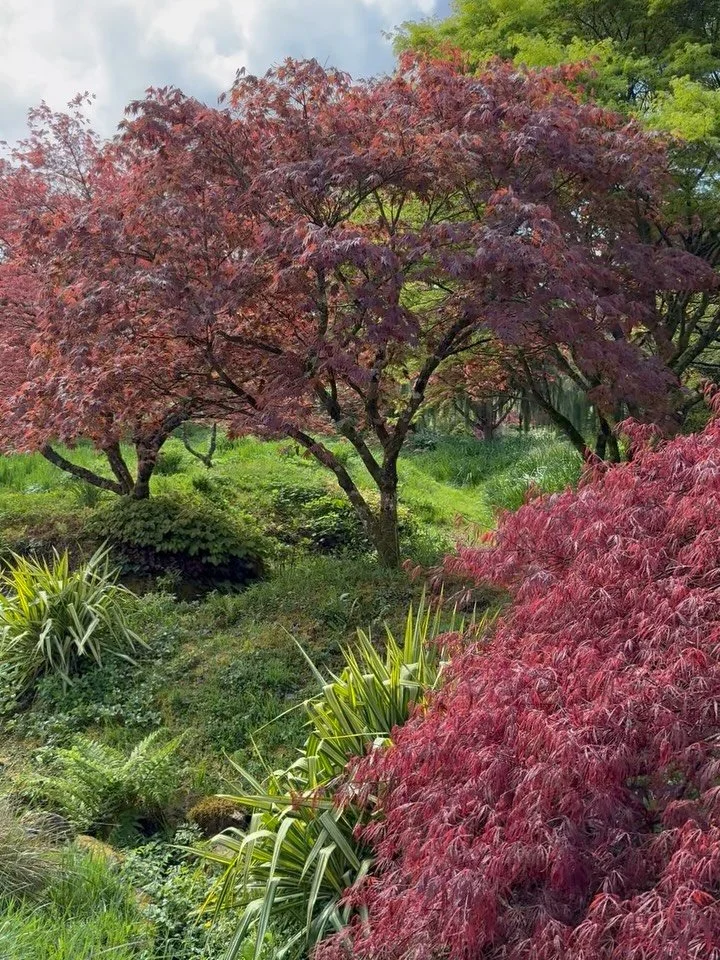 Wildside, a garden Ive always wanted to visit. Realised a few weeks back at the most perfect time of year, with good friends. 

@wildsidegarden 
#gardeninspiration #devon #woodlandgarden #rareplant #gardenlove