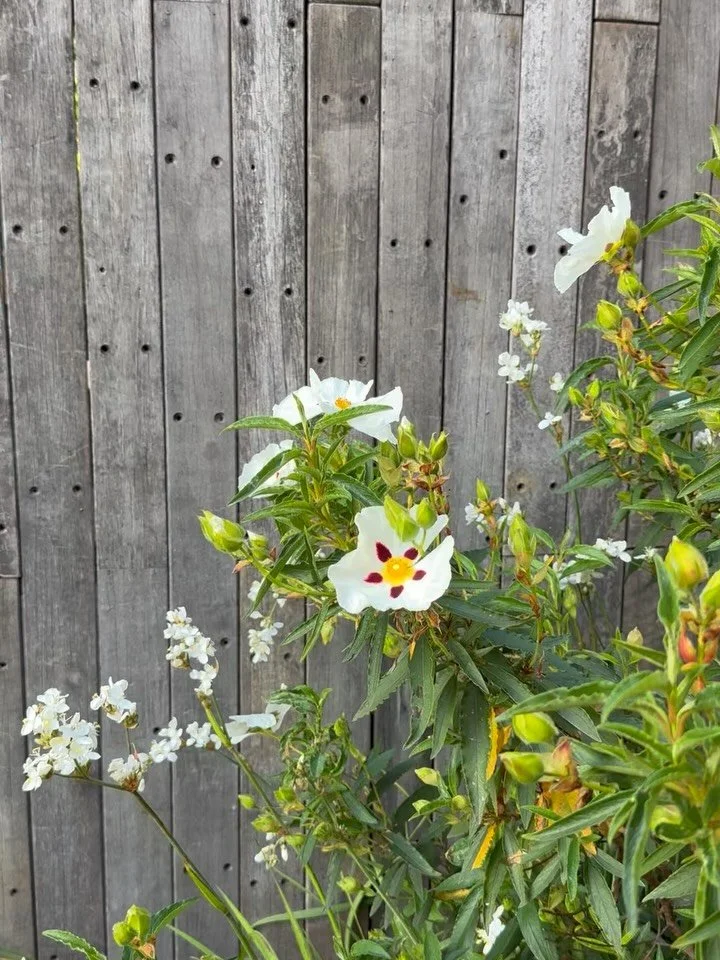 A few garden moments to drink in, before leaving to head back to Chelsea flower show. Always feels hard leaving a garden at this time of year, just as things really get going. 

#gardenmoments #mayday #mygarden #gardendesignuk #jardin
