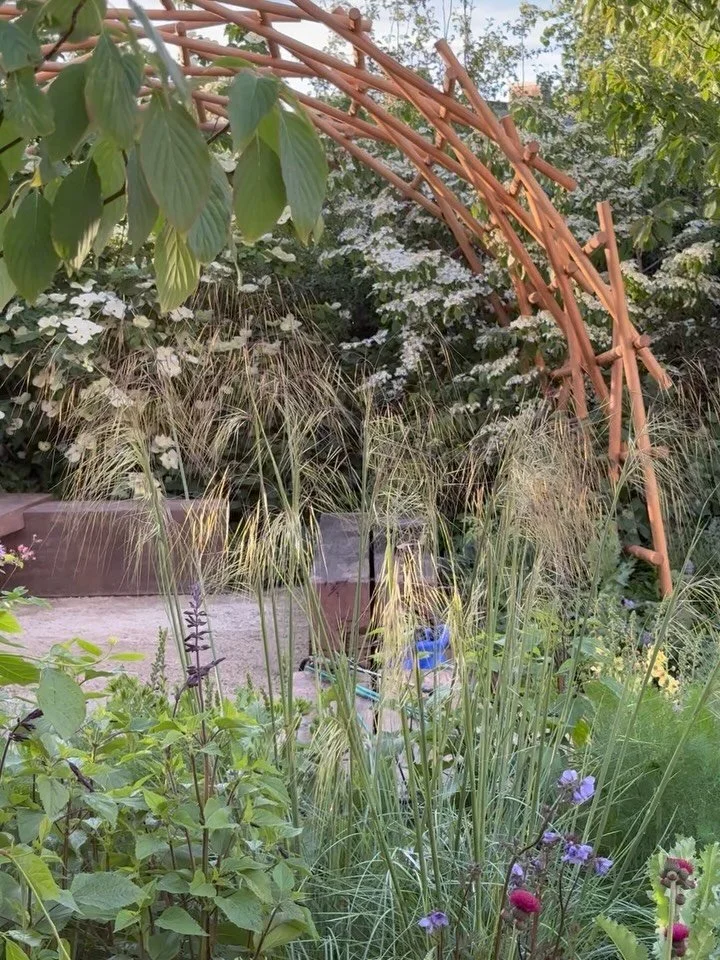 Chelsea Gold! 
And what a joy it was to work on @robhardygardens @trusselluk garden at Chelsea Flower show, sponsored by @project.giving.back 

A dream planting team lead by @jamesandco_landscapes working with some very special plants from @provender