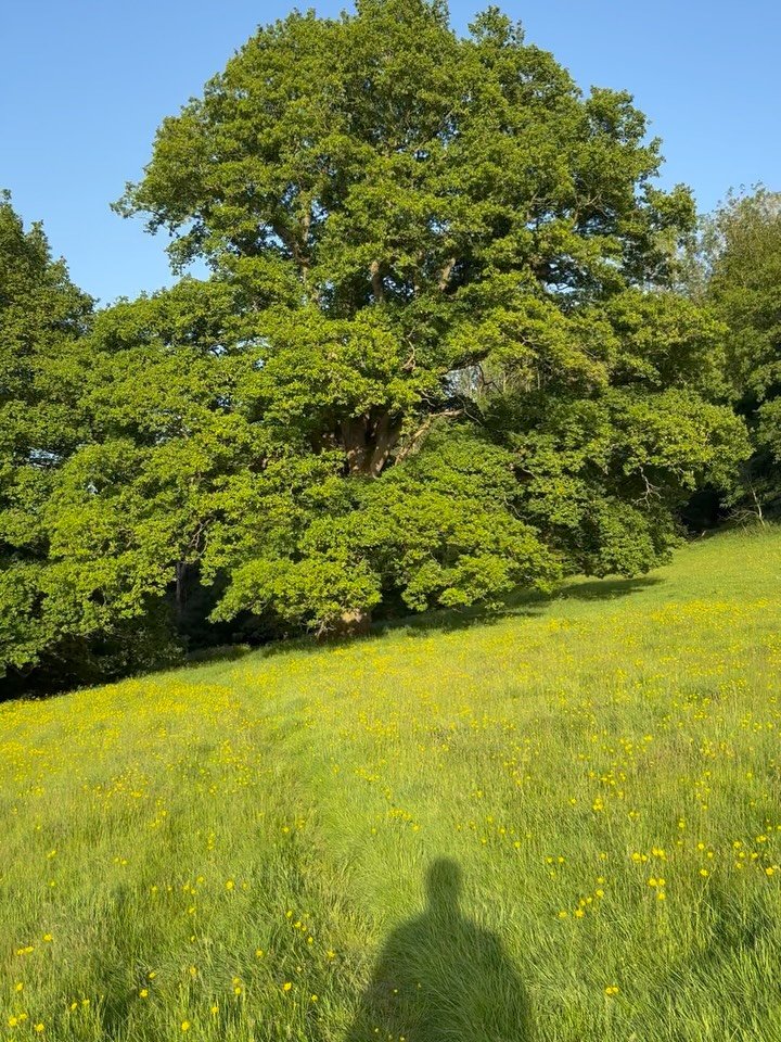 This 600 year old Oak tree I couldn&rsquo;t ignore. An ancient waymarker in the landscape. 

#oak #livinghistory #nationaltrail #walkinguk landscapephotography