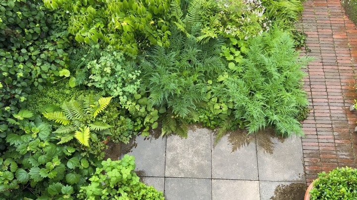The Shadiest part of our garden, and probably my favourite. 

#shadegarden #urbangarden #plantingdesign #fern #greenbeauty