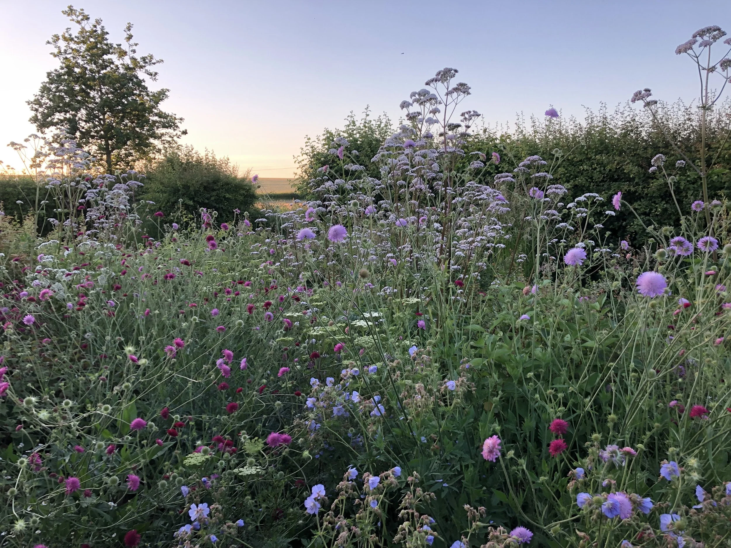 A lush field of wildflowers with purple, pink, and white blooms, surrounded by a wildflower meadow, under a clear sky at sunset. Wiltshire Farmhouse Garden Designed by Freddie Strickland Gardens
