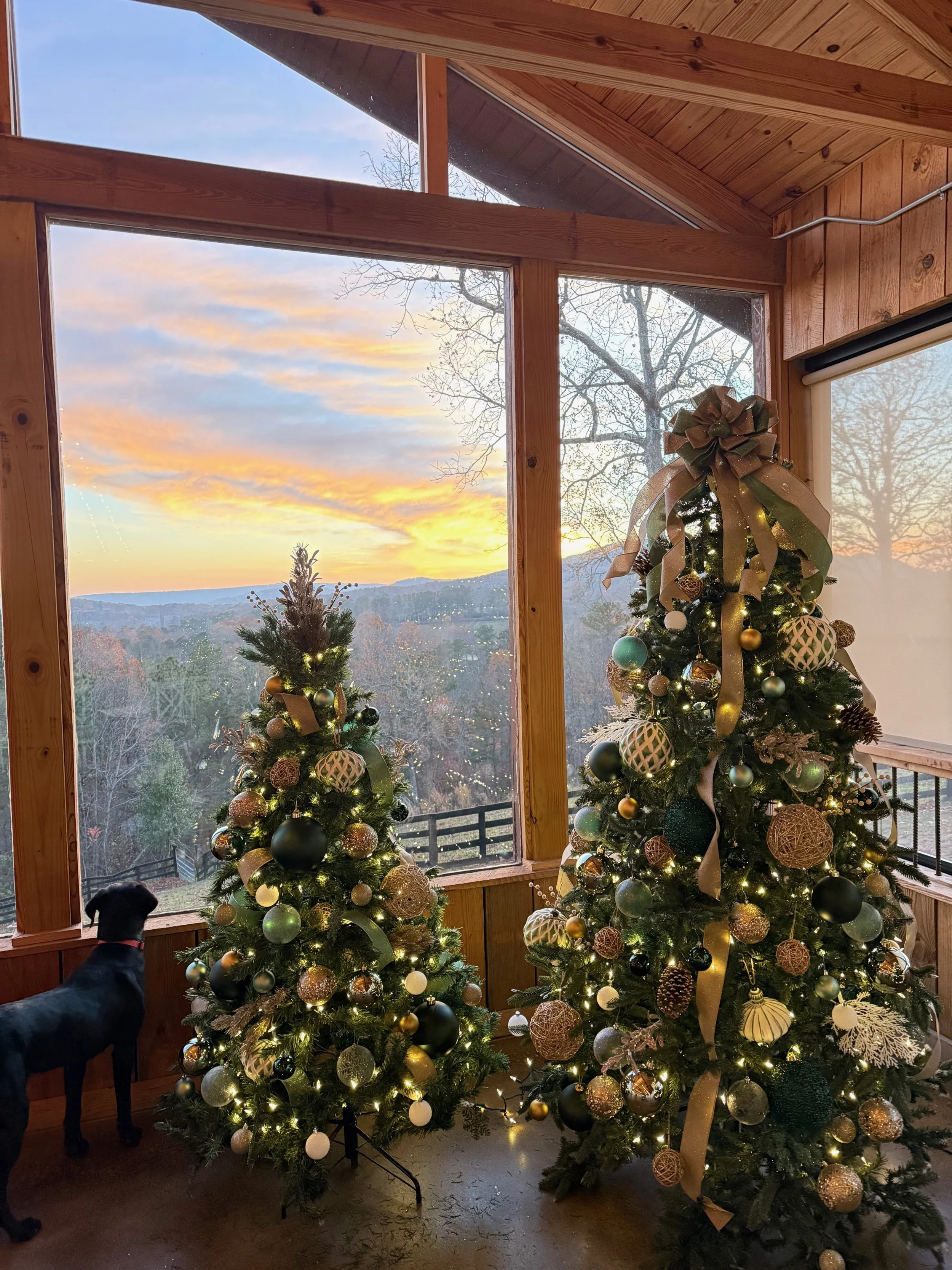 Black lab looking out window at sunset in the north georgia mountains, standing next to two Christmas Trees.